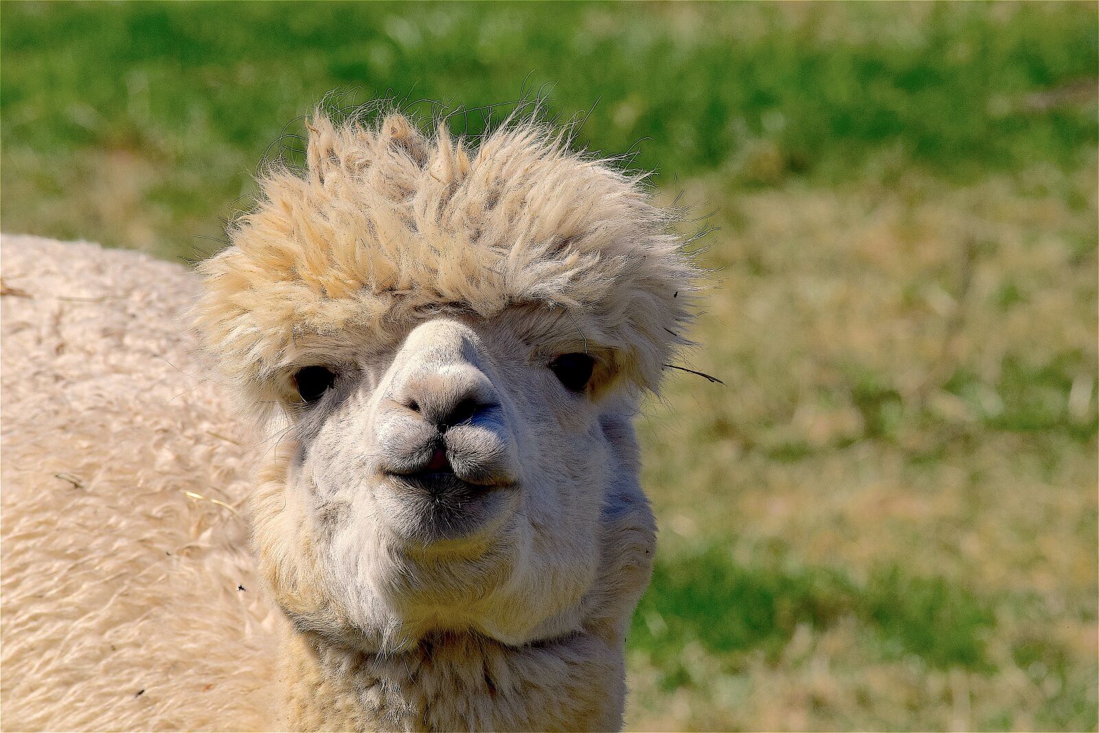 Nikon D3300 sample photo. Alpaca, fuzzy, soft photography