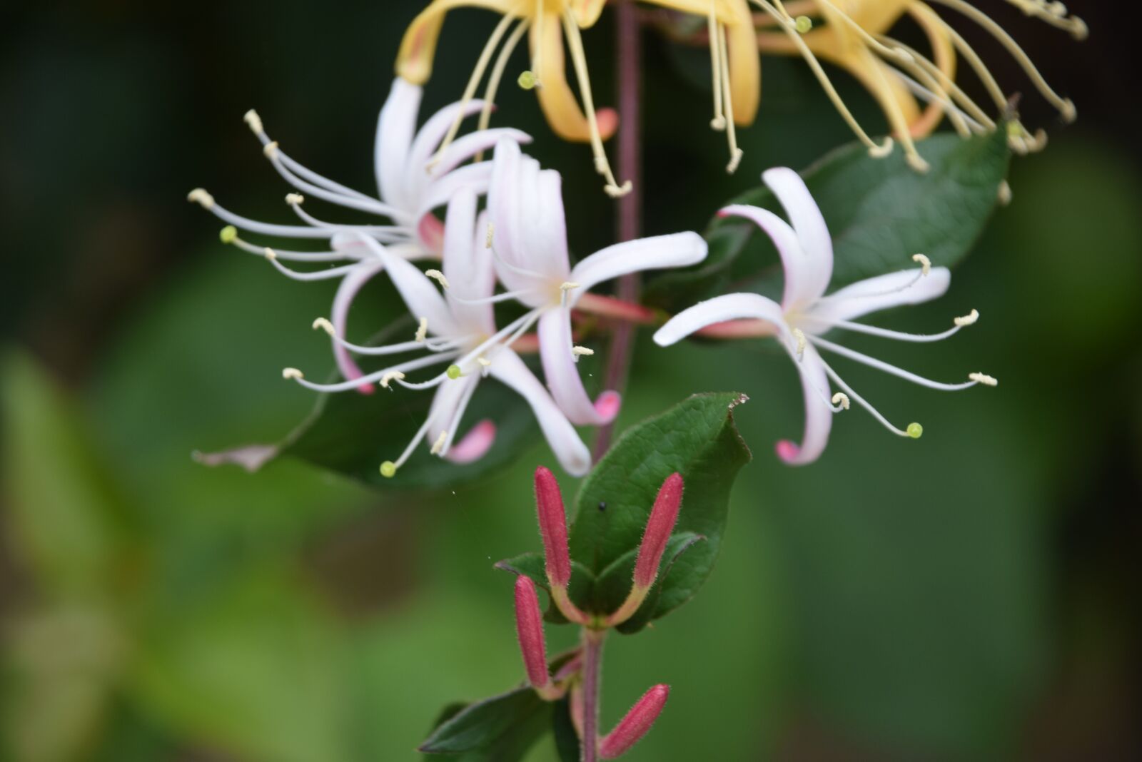 Nikon D3300 sample photo. Honeysuckle, botanical, garden photography