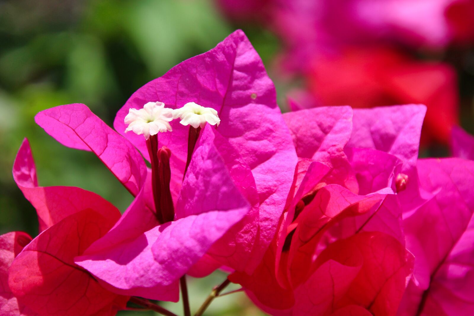 Canon EOS 1200D (EOS Rebel T5 / EOS Kiss X70 / EOS Hi) sample photo. Flower, nature, plant photography
