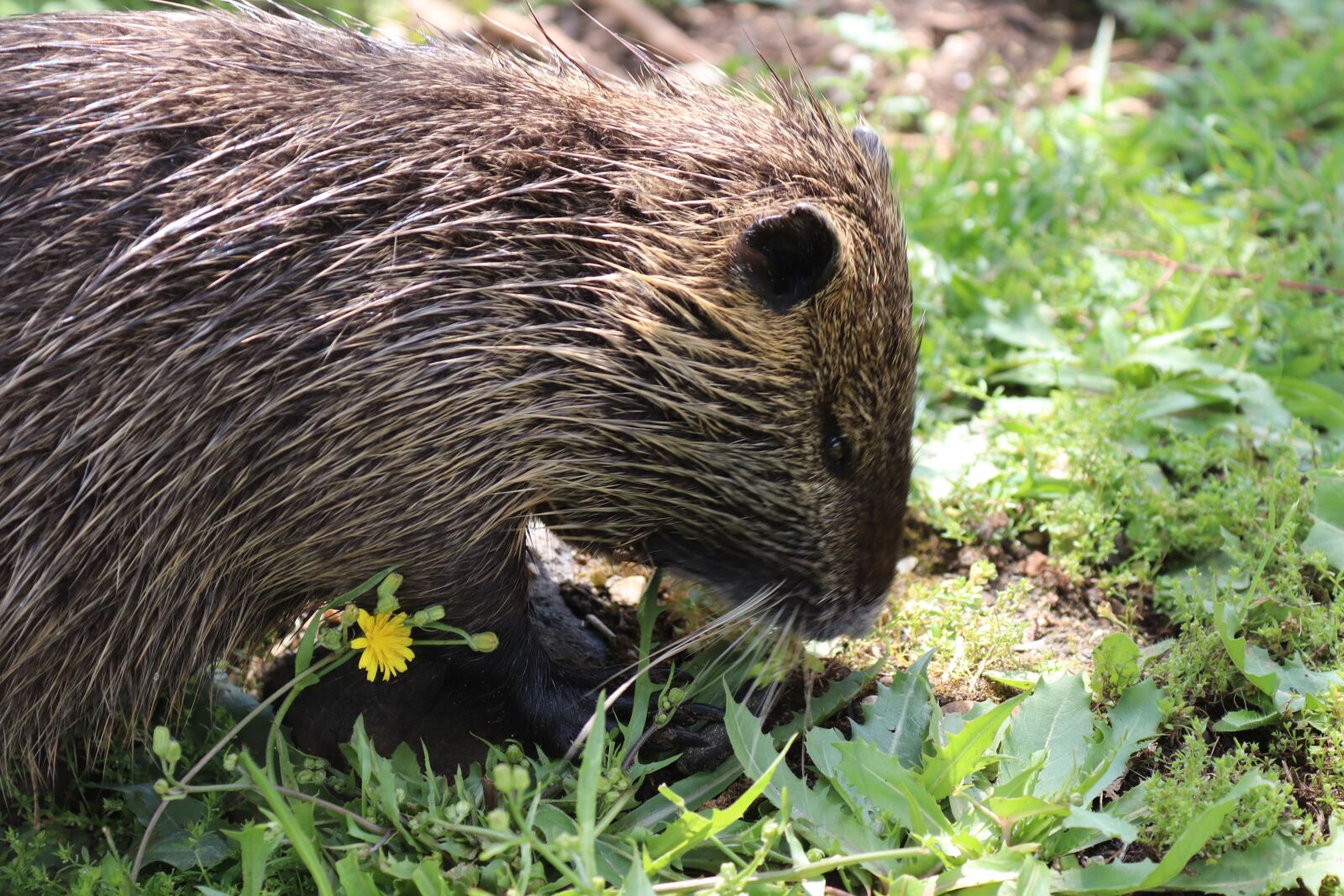 Canon EOS 200D (EOS Rebel SL2 / EOS Kiss X9) sample photo. Coypu, animal, grass photography