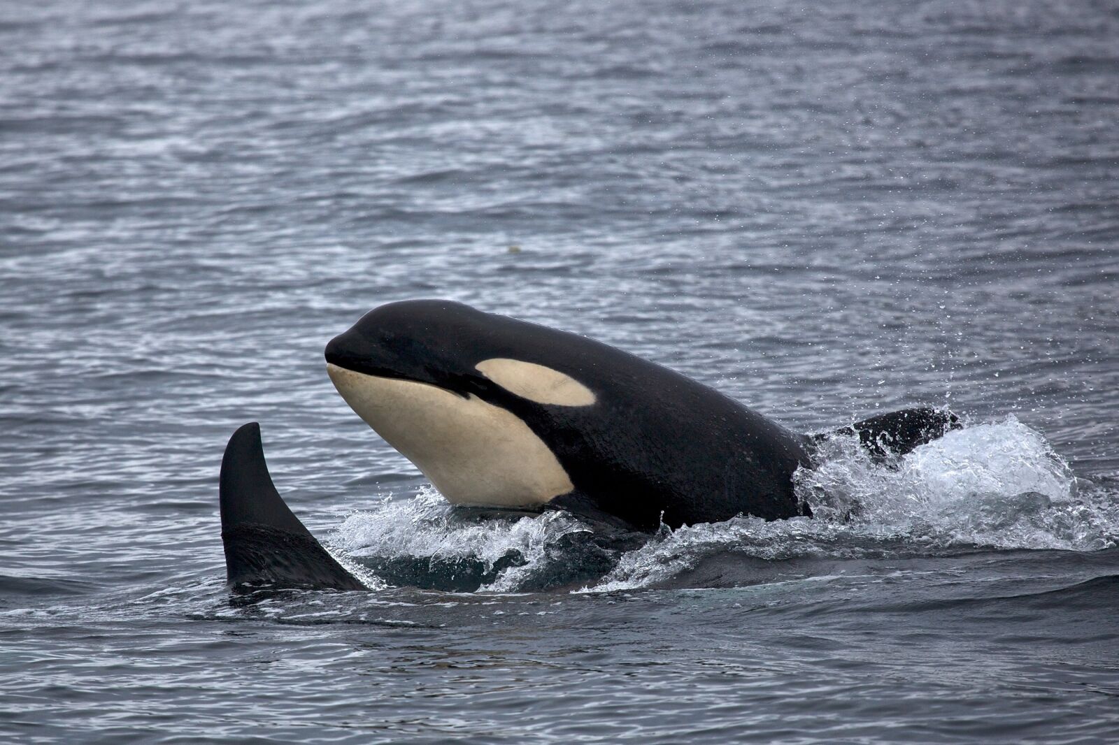Canon EF 100-400mm F4.5-5.6L IS USM sample photo. Killer whales, orcas, breaching photography