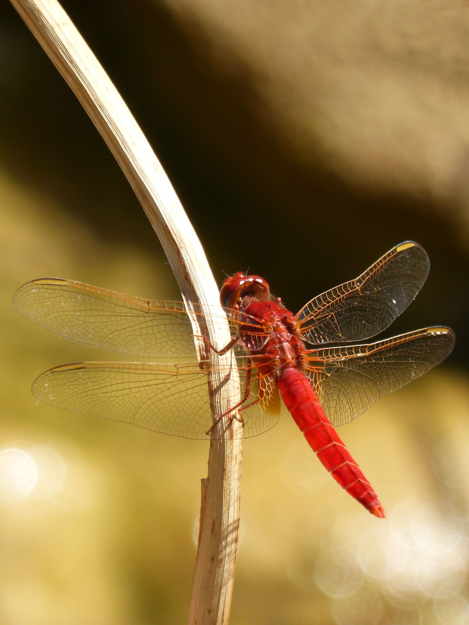 Panasonic DMC-FZ62 sample photo. Red dragonfly, branch, wetland photography