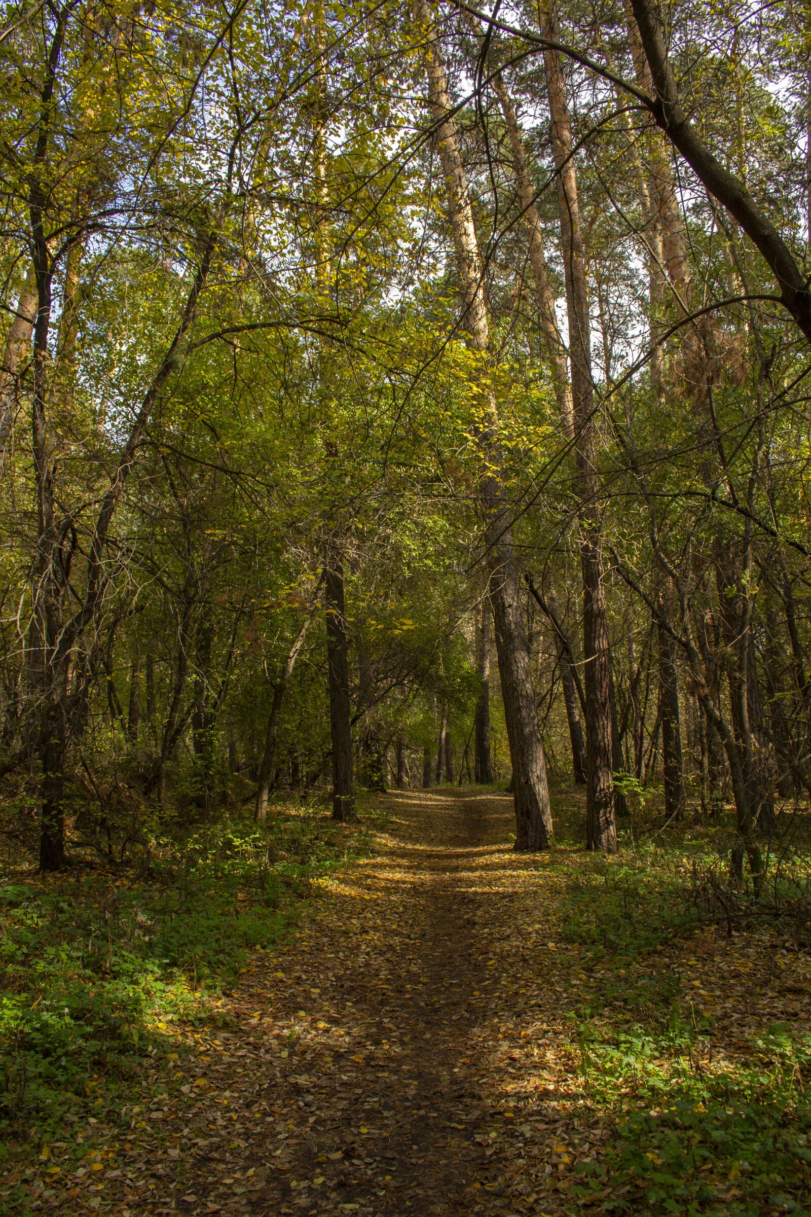 Canon EOS 60D sample photo. Pines, path, foliage photography