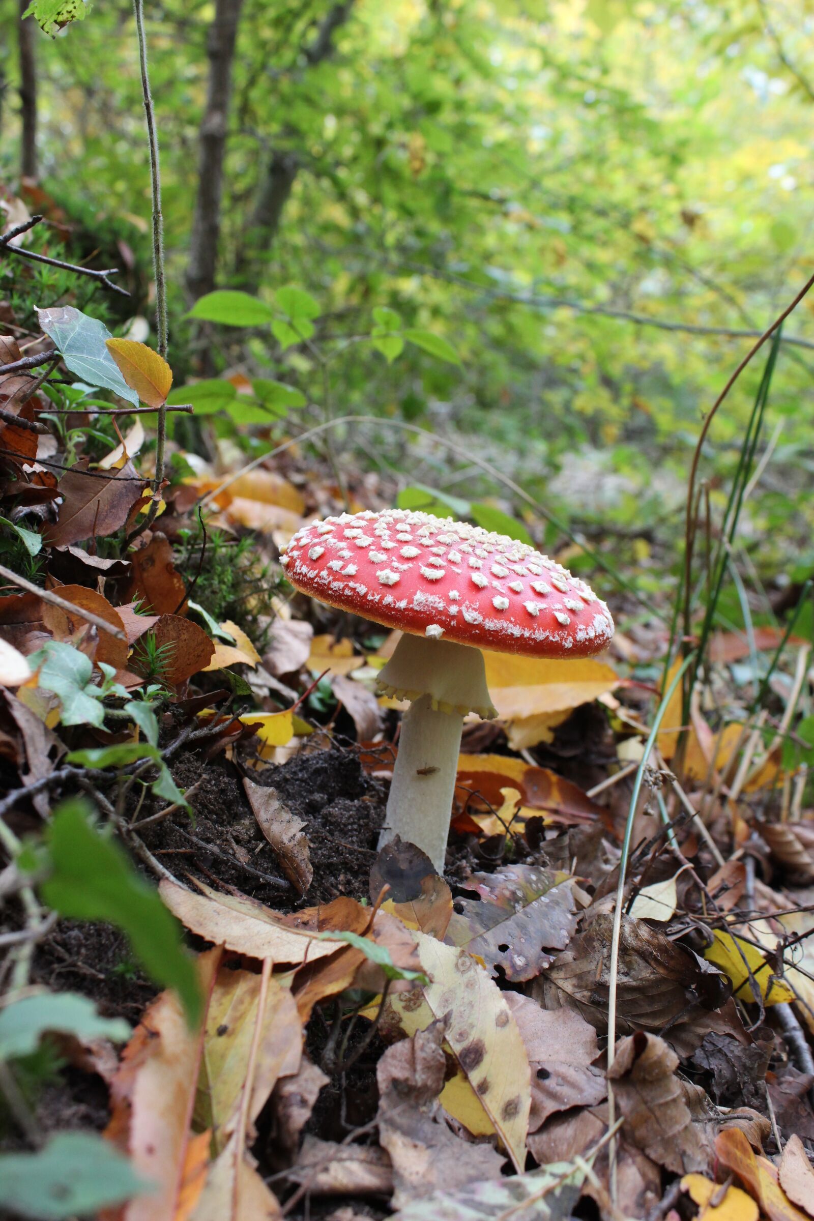Canon EOS 600D (Rebel EOS T3i / EOS Kiss X5) sample photo. Amanita, fungus, forest photography