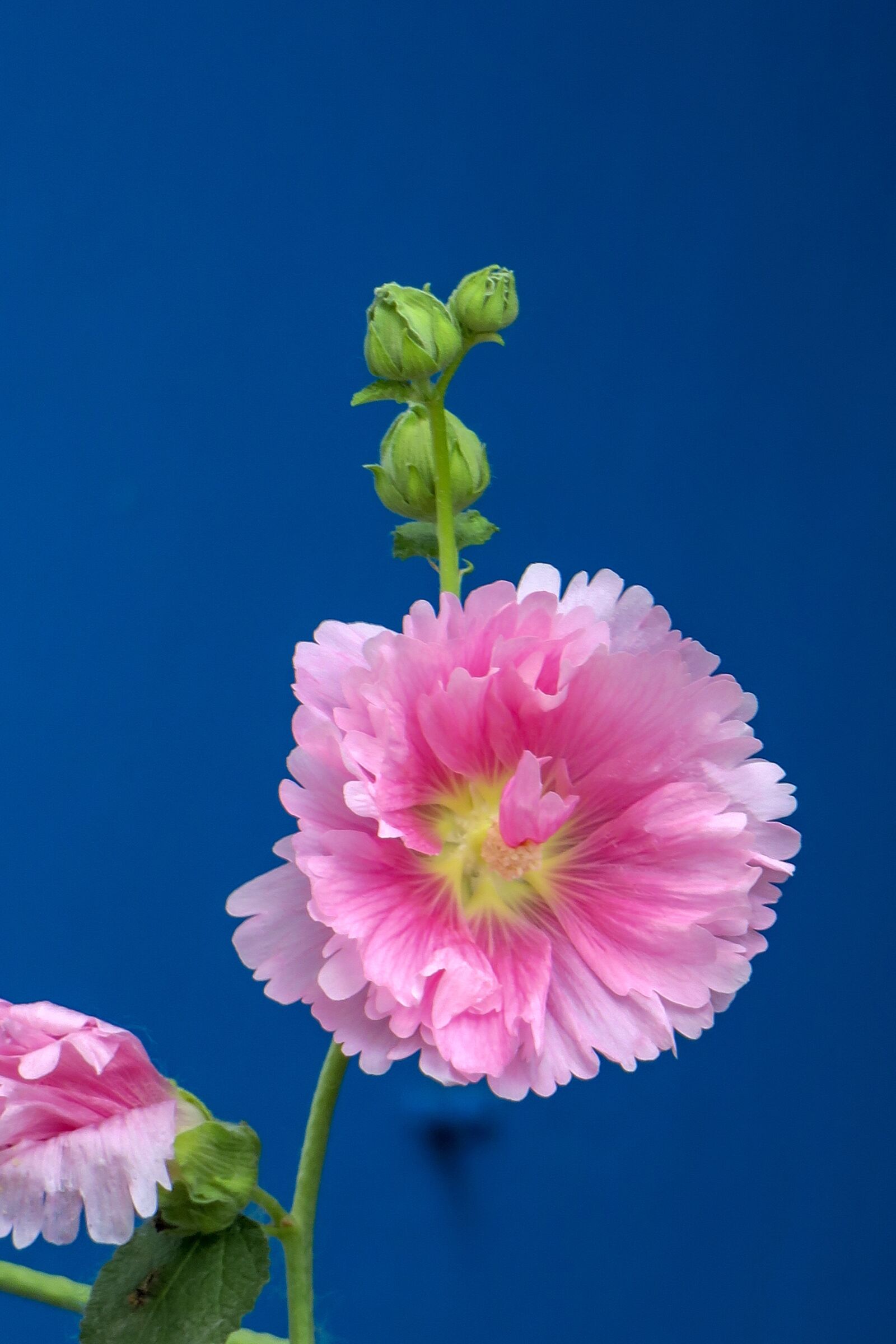 Canon PowerShot G3 X sample photo. Hollyhock, flower, plant photography