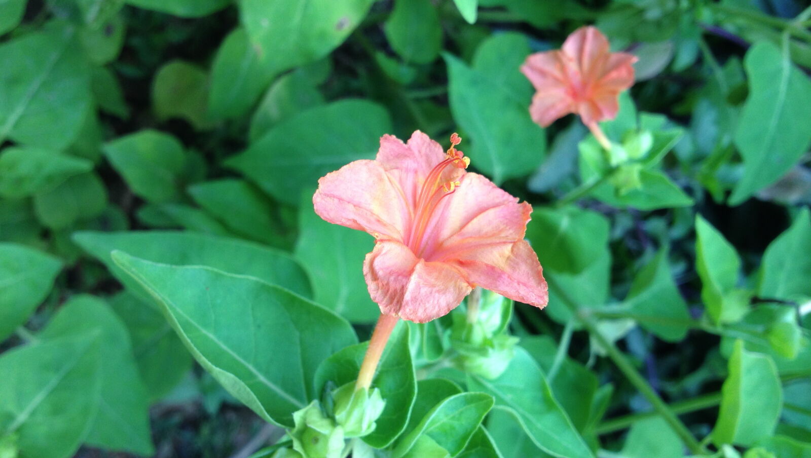 Apple iPhone 4S sample photo