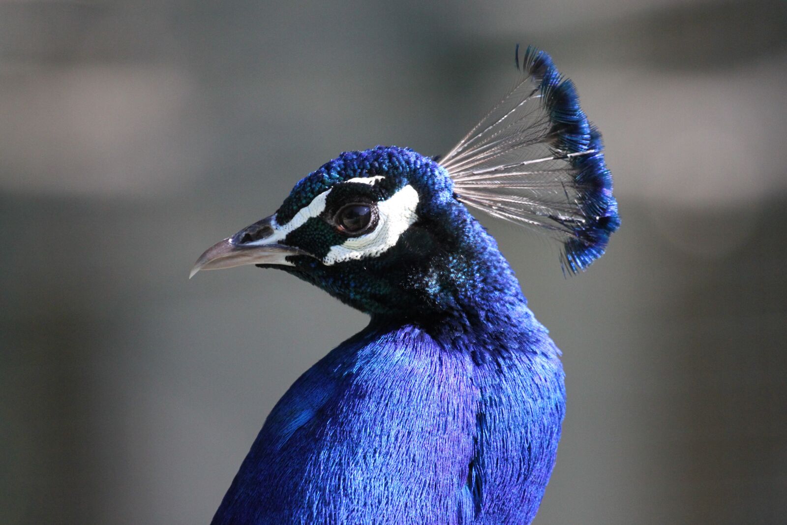 Canon EOS 500D (EOS Rebel T1i / EOS Kiss X3) sample photo. Peacock, bird, animal photography
