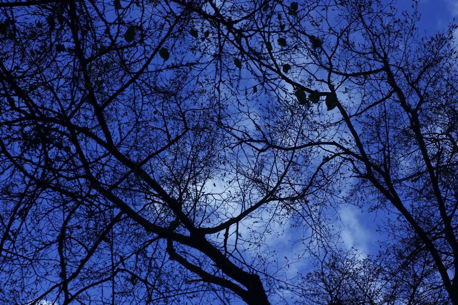 Canon EOS 550D (EOS Rebel T2i / EOS Kiss X4) sample photo. Tree, branch, wood photography