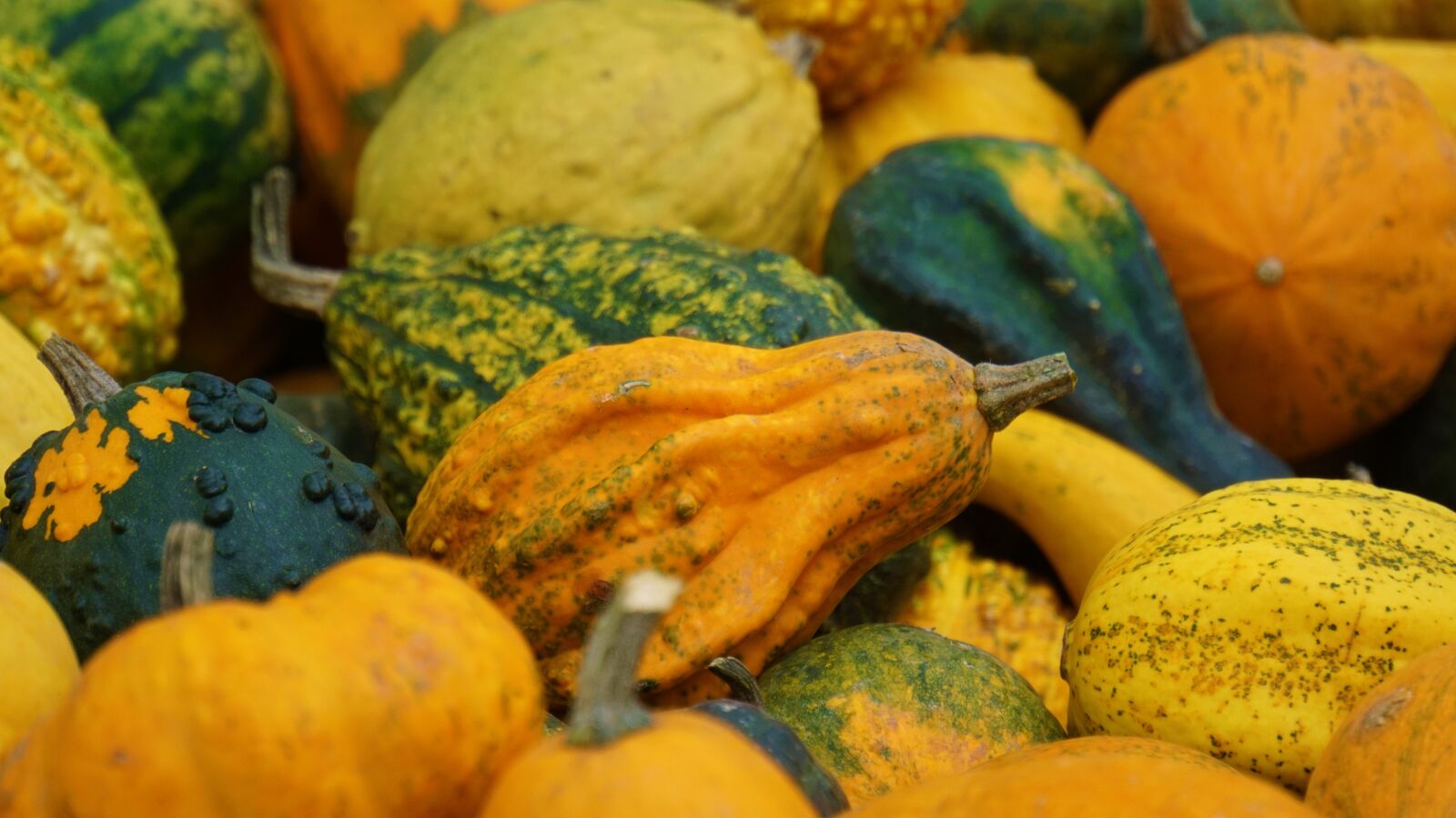 Sony a6000 + Sony E 18-200mm F3.5-6.3 OSS LE sample photo. Pumpkins, autumn, colorful photography