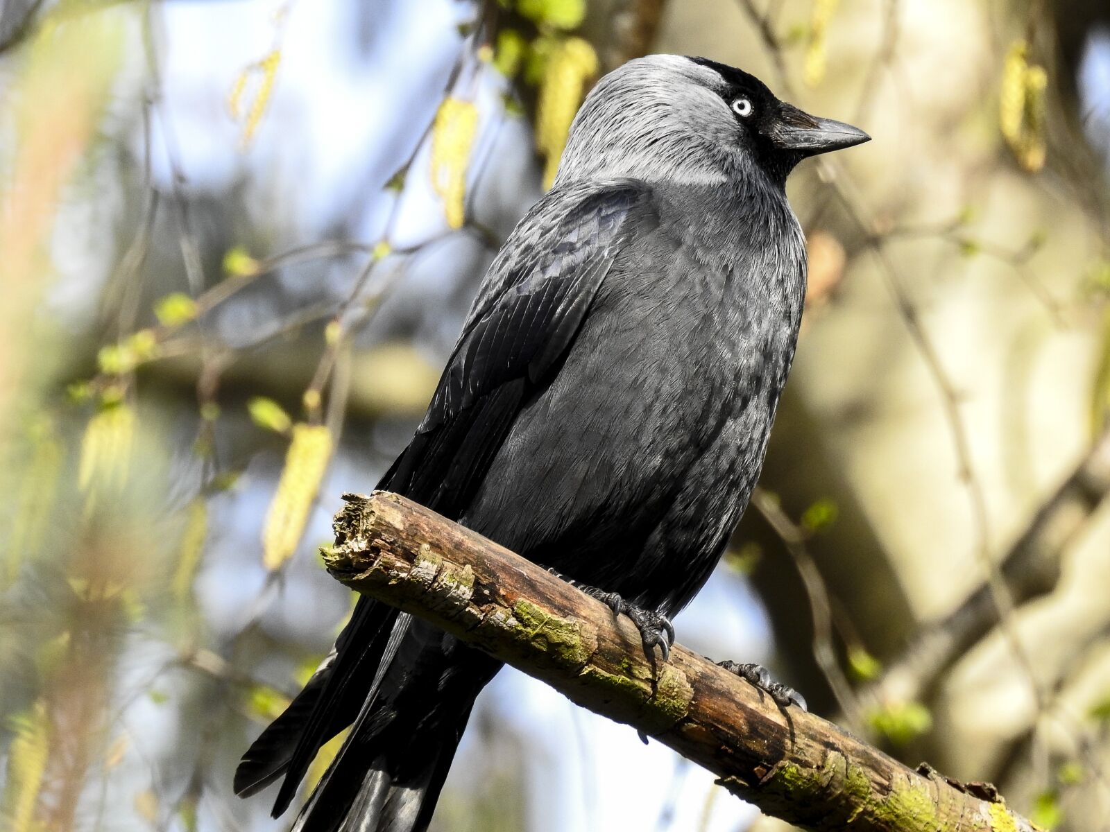 Nikon Coolpix P900 sample photo. Jackdaw, raven bird, bird photography
