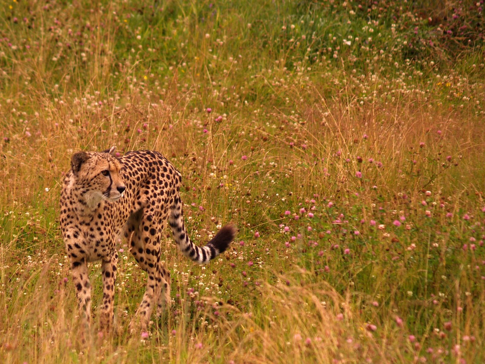 Olympus E-500 (EVOLT E-500) sample photo. Cheetah, savannah, animals photography