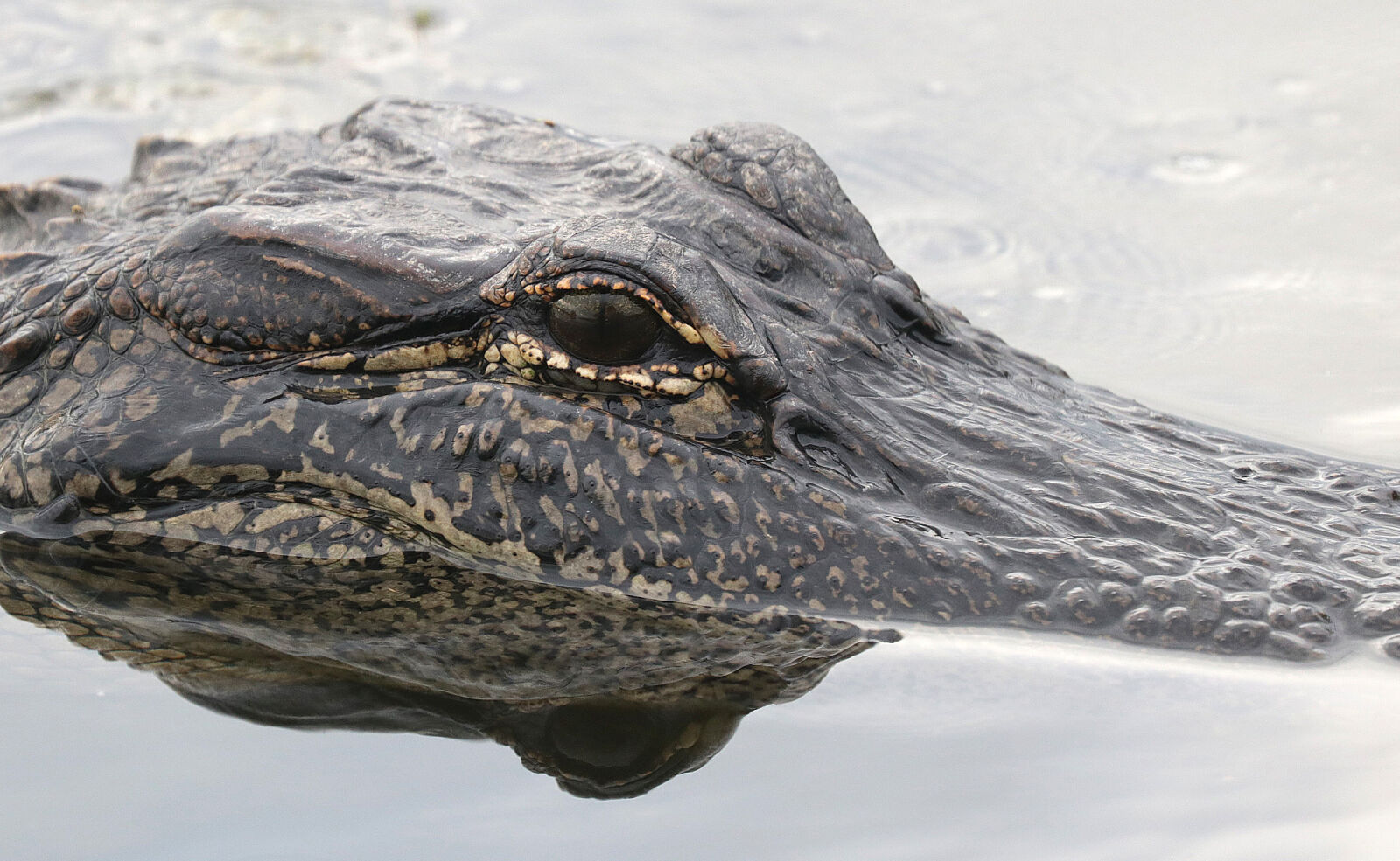 Canon EOS 750D (EOS Rebel T6i / EOS Kiss X8i) sample photo. Black, and, gray, alligator photography