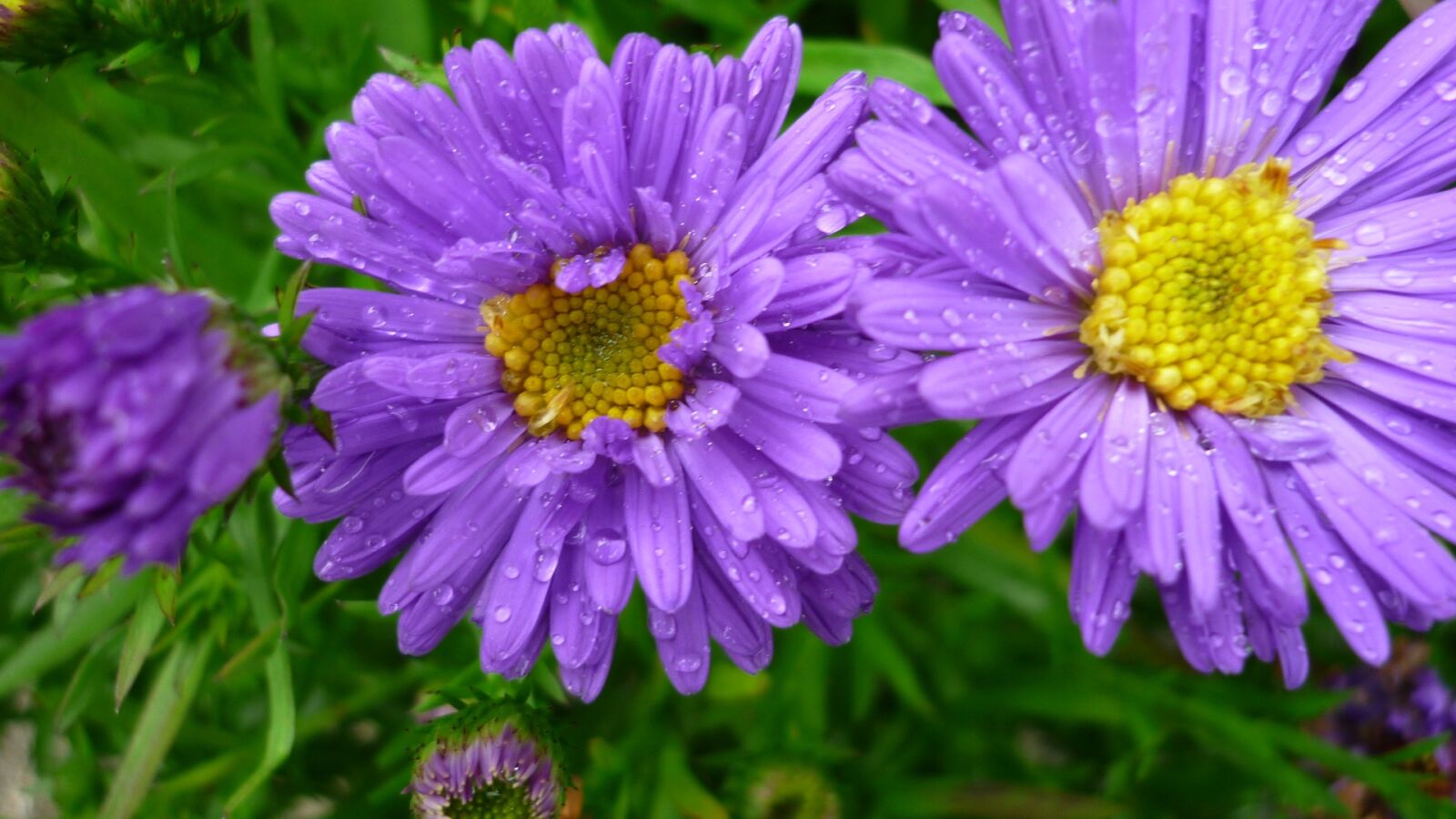 Panasonic Lumix DMC-FS6 sample photo. Aster, flower, blue photography