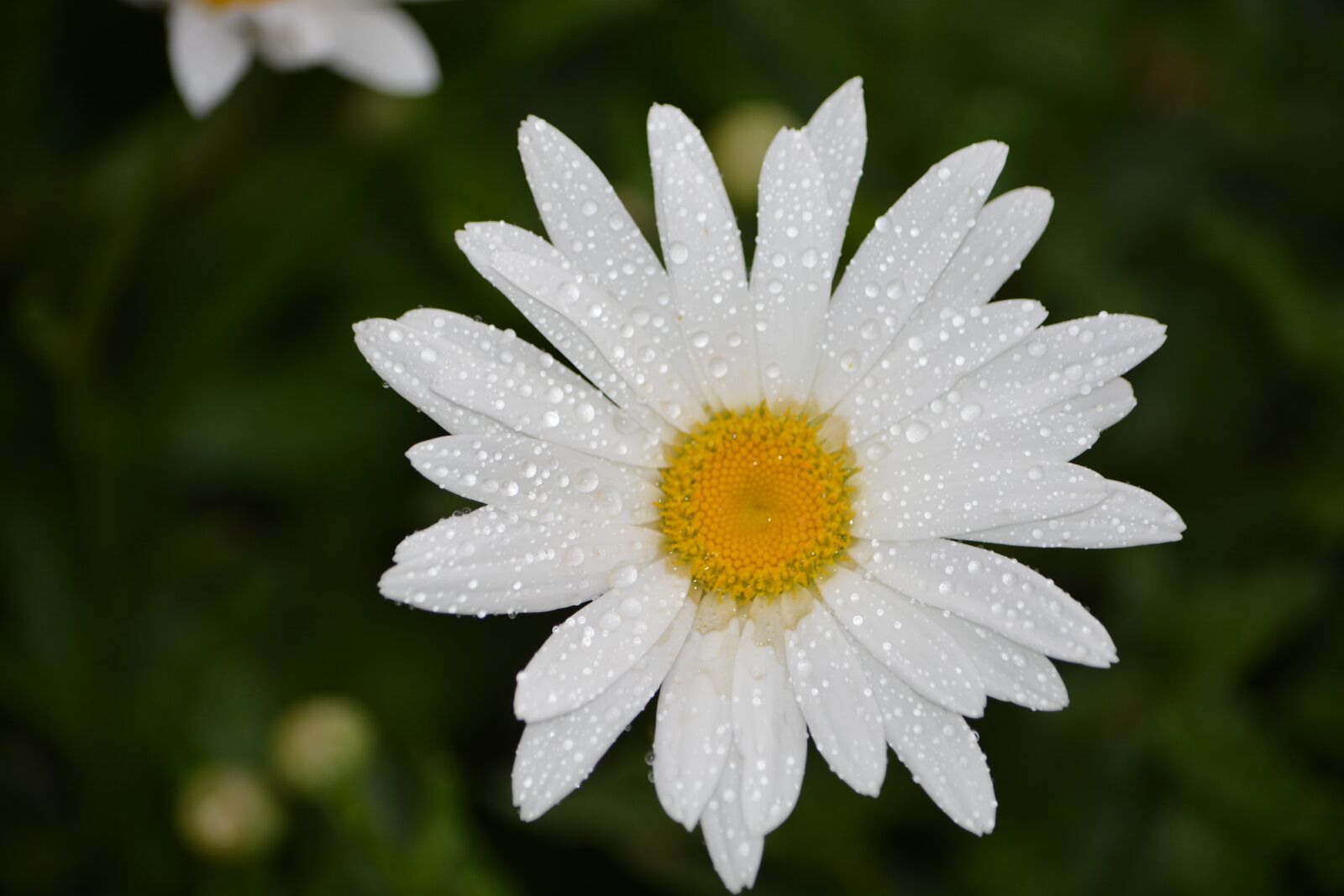 Nikon D7100 sample photo. Daisy, flower, white photography