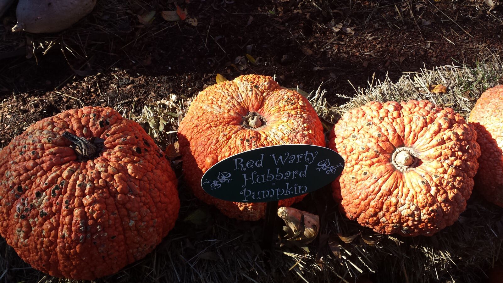 Samsung Galaxy S4 sample photo. Fall, pumpkin, gourds photography