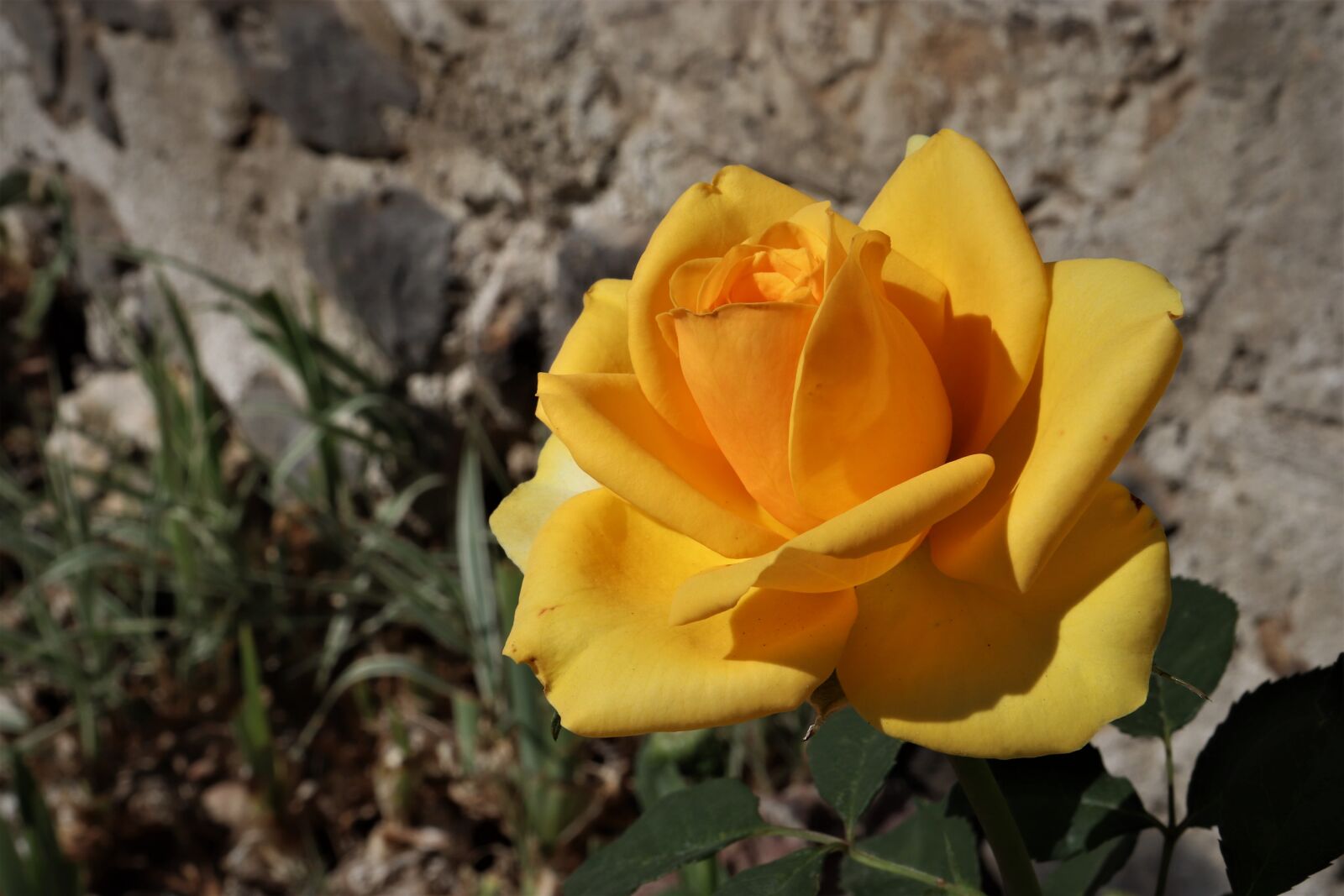 Canon EOS 800D (EOS Rebel T7i / EOS Kiss X9i) sample photo. Pink, roses, yellow photography