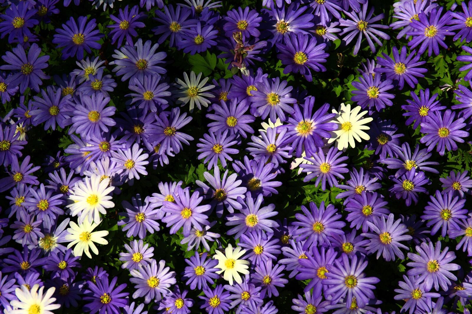 Pentax K20D sample photo. Flower, plant, nature photography
