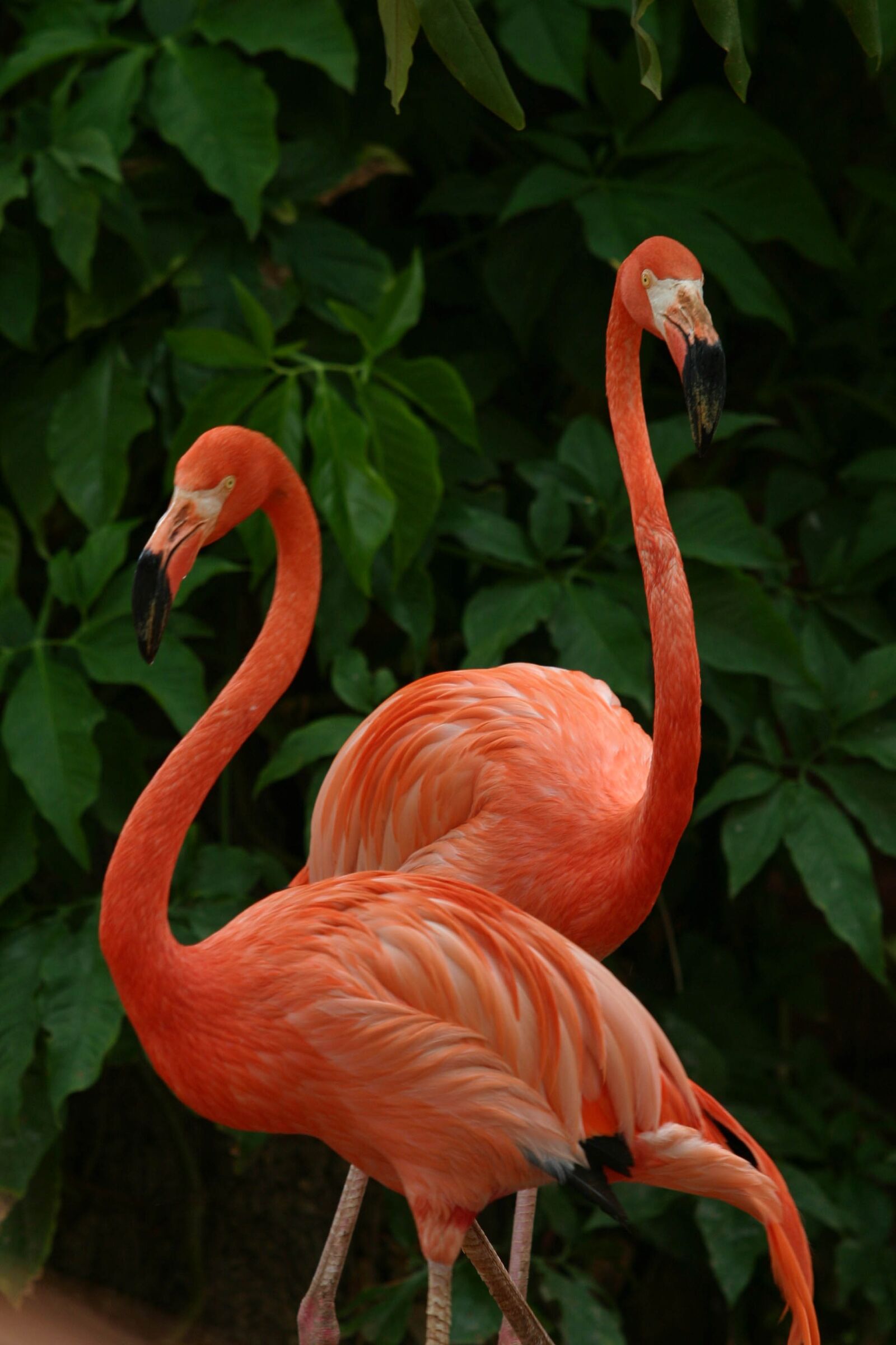 Canon EOS 10D sample photo. Flamingo, pink, beautiful photography