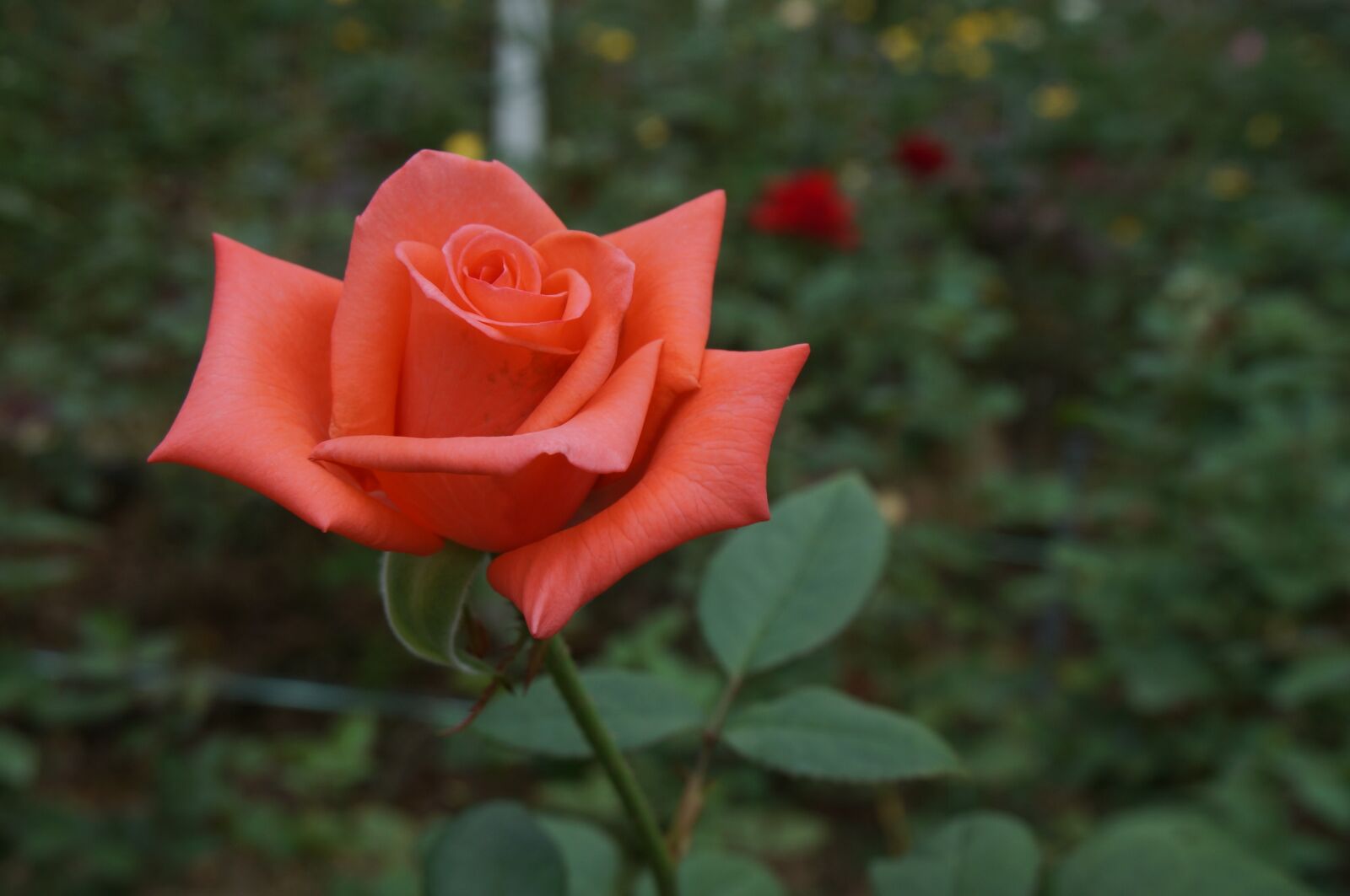 Sony Alpha NEX-3N sample photo. Flower, rose, bloom photography