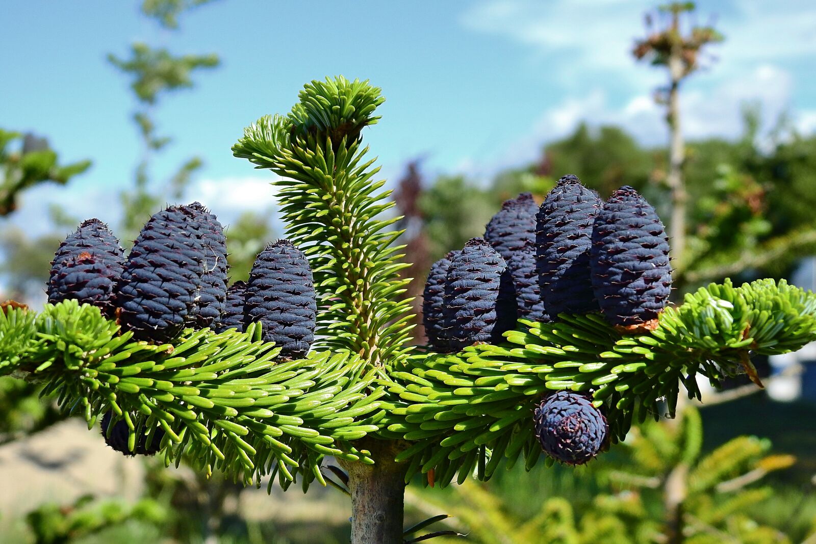 Nikon Coolpix P900 sample photo. Coniferous, tree, plant photography