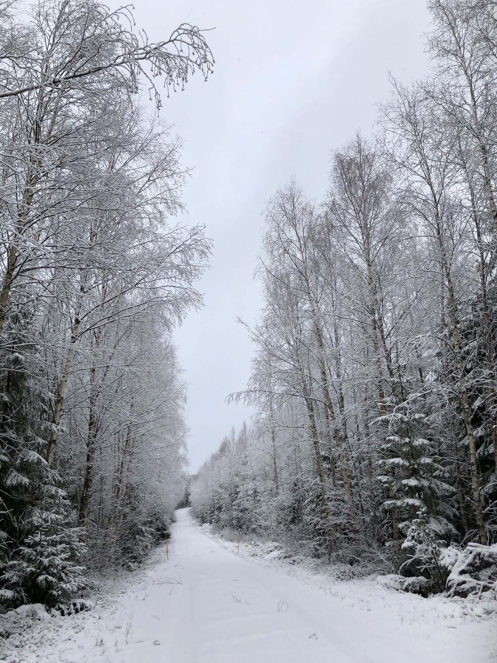 Apple iPhone 8 Plus sample photo. Winter, winter landscape, snow photography