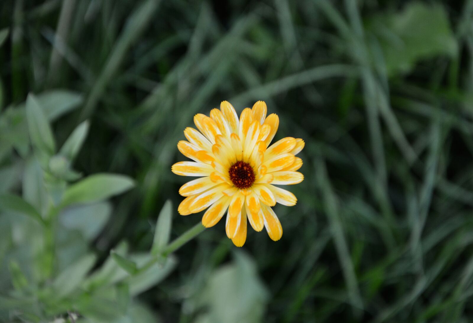 Nikon D5200 sample photo. Flower, flowers, yellow daisy photography