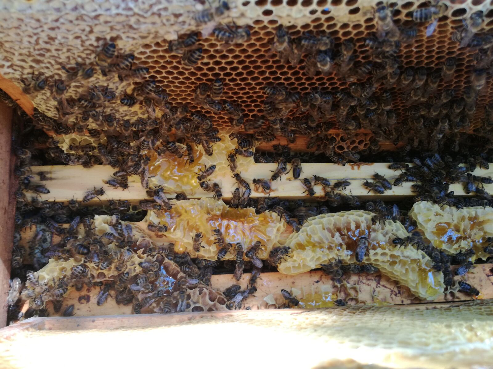 HUAWEI P9 LITE sample photo. Bee, honey, beekeeping photography