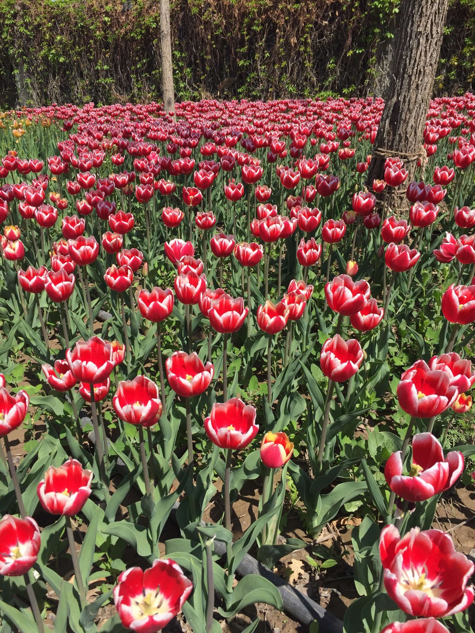 Apple iPhone 6 sample photo. Tulip, flowers, beautiful photography