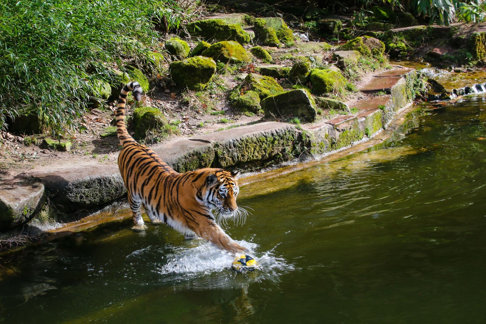 Canon EOS 70D sample photo. Animal world, tiger, predator photography