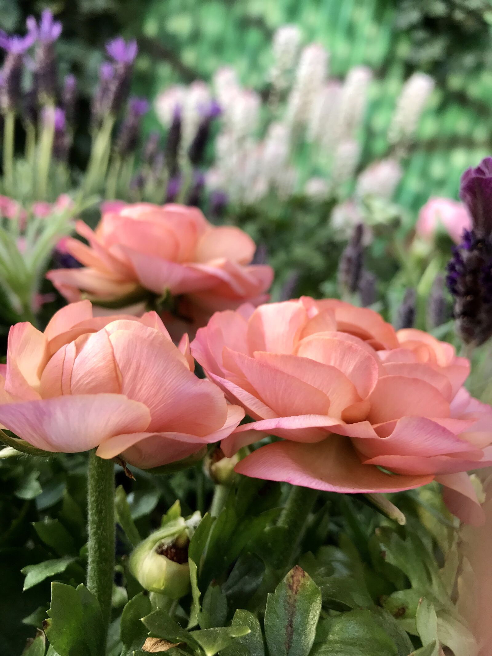 iPhone 7 back camera 3.99mm f/1.8 sample photo. Ranunkeln, flowers, spring flowers photography