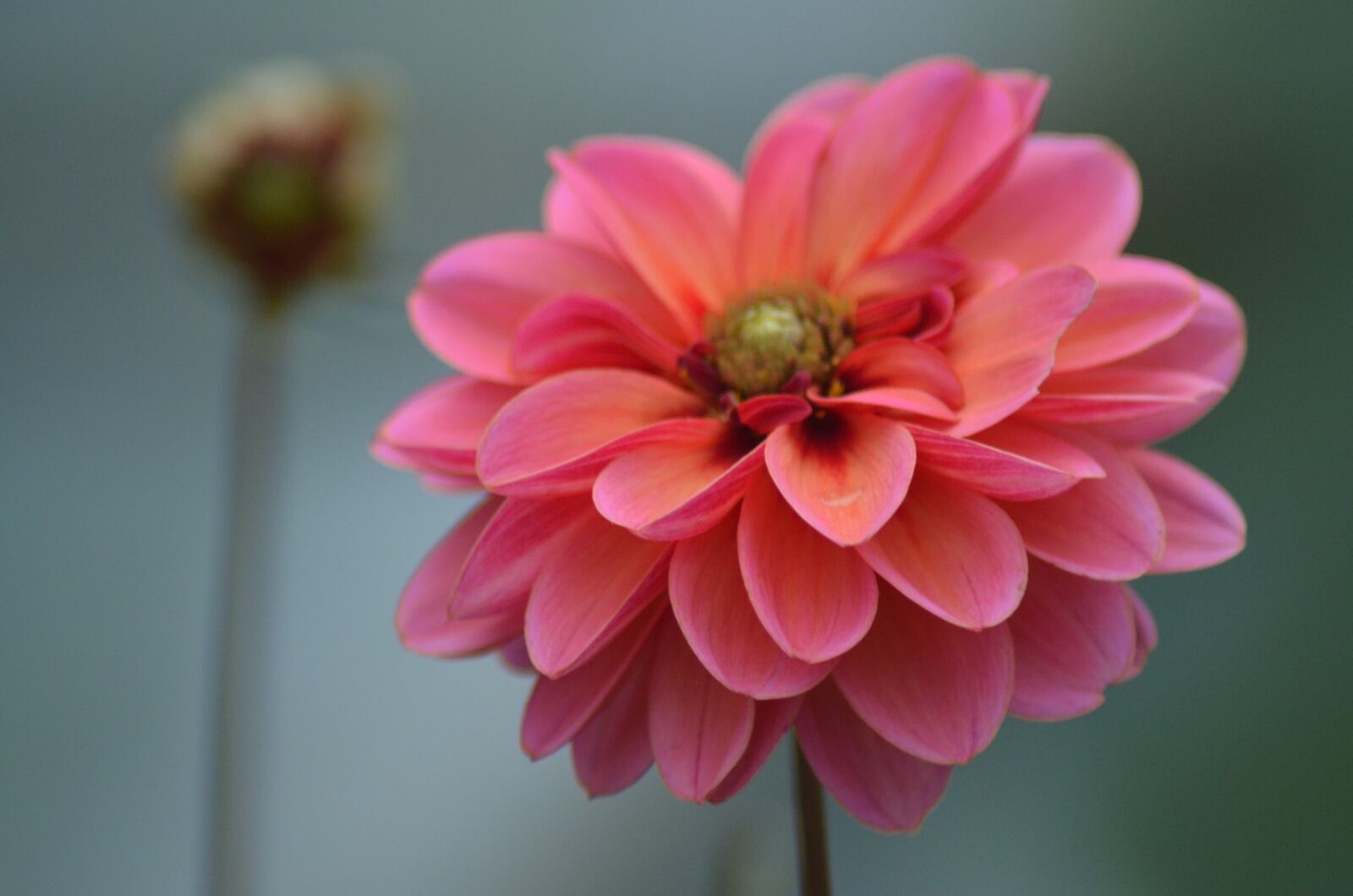 Nikon D5100 sample photo. Dahlia, bloom, flower photography