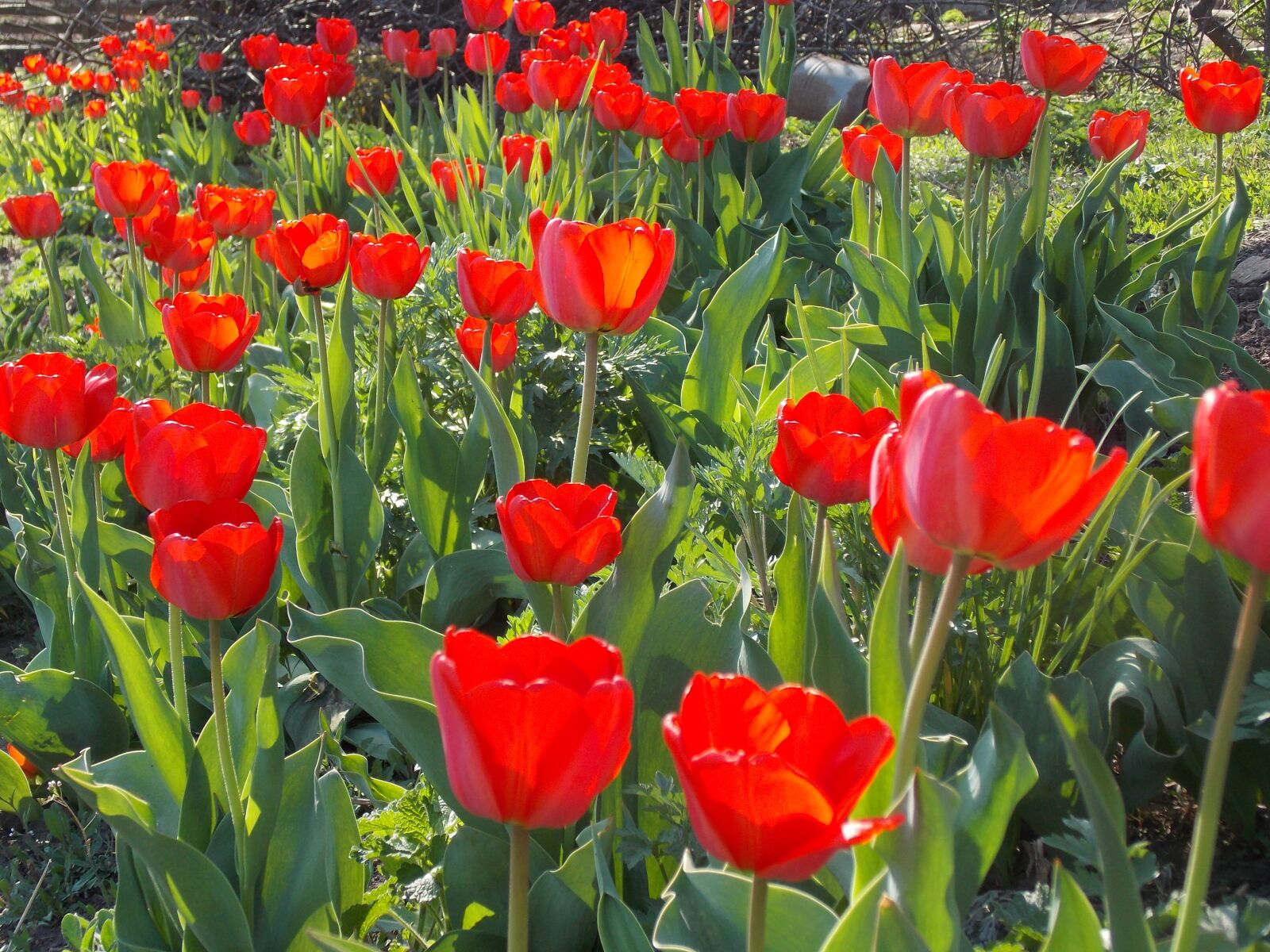 Nikon Coolpix L810 sample photo. Spring, tulip, spring flowers photography
