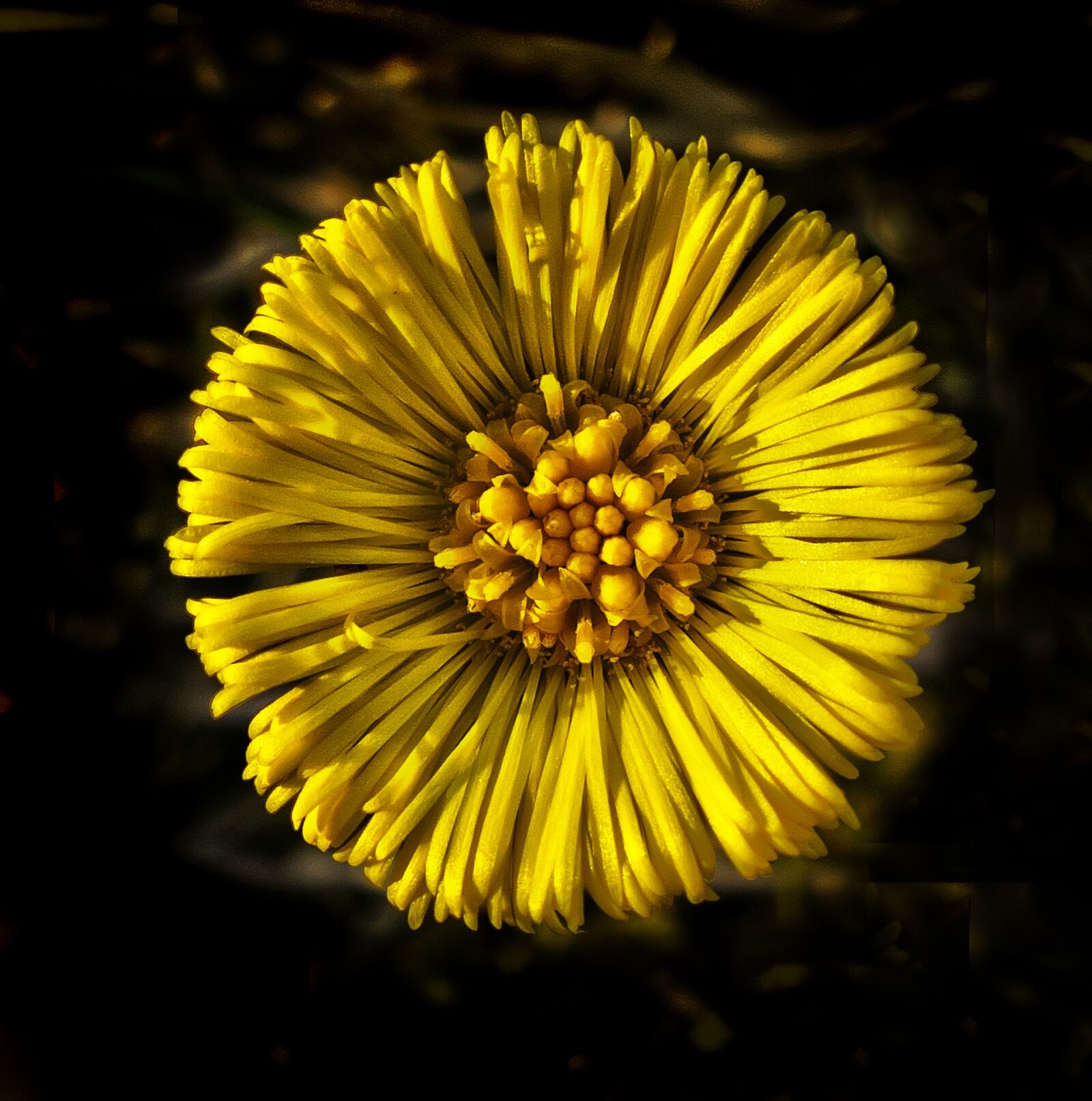 Panasonic Lumix DMC-FZ1000 sample photo. Tussilago farfara, blossom, bloom photography
