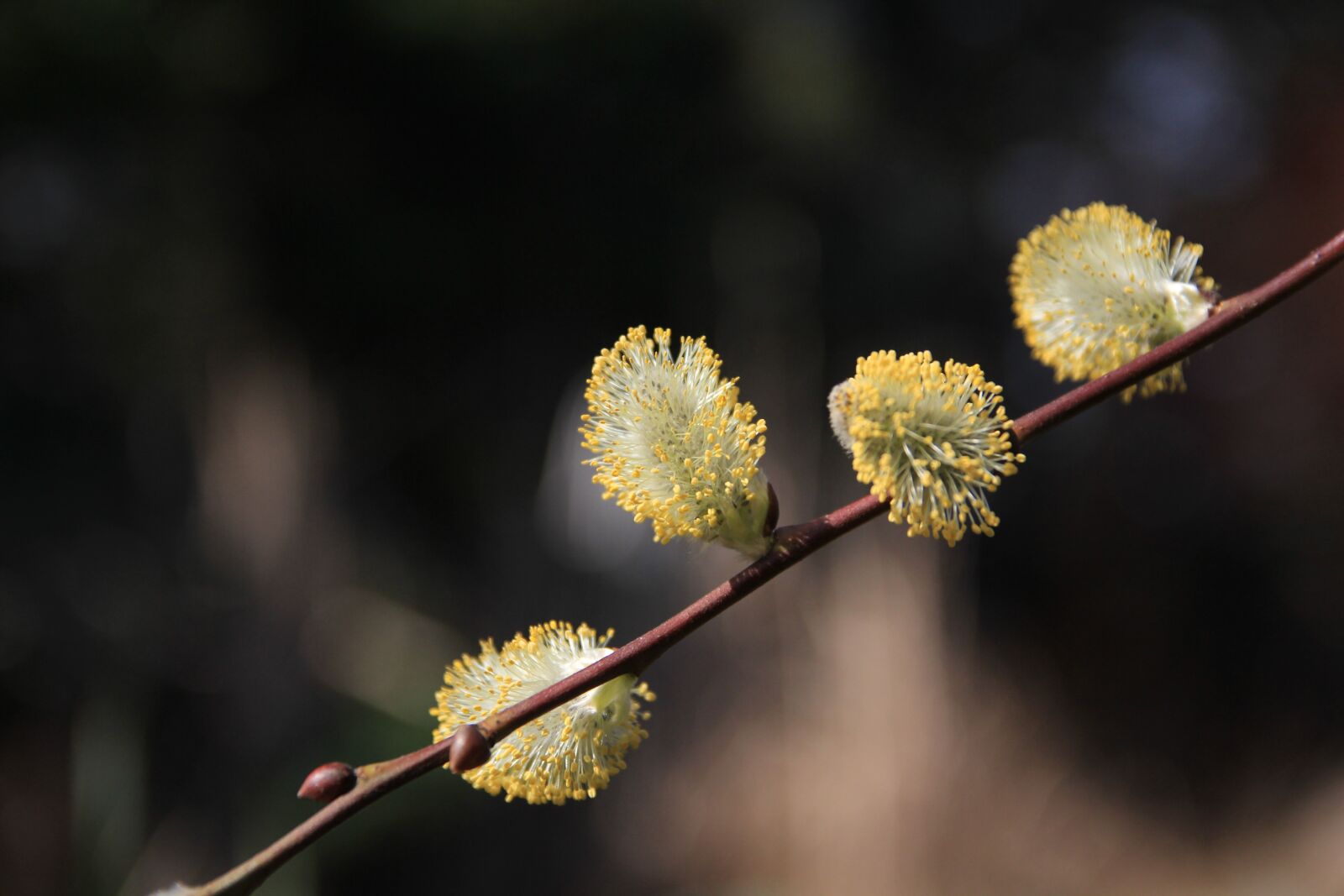 Canon EOS 60D sample photo. Nature, plant, tree photography
