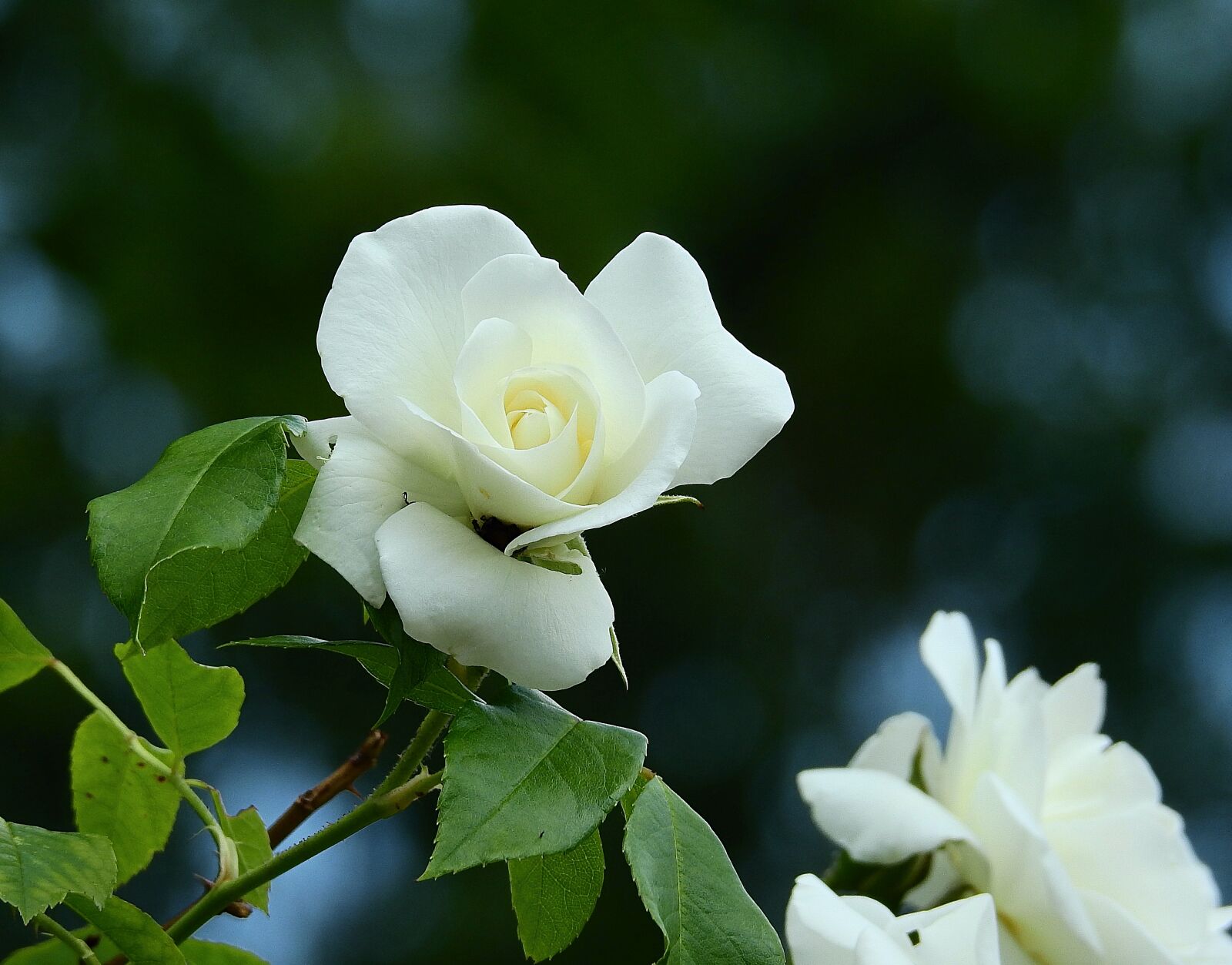 Nikon Coolpix P900 sample photo. Rose flower, white rose photography