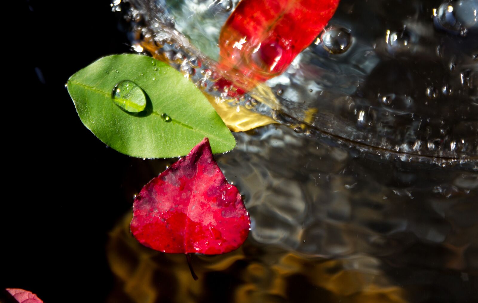 Canon EOS 600D (Rebel EOS T3i / EOS Kiss X5) sample photo. Trickle, the leaves, plants photography