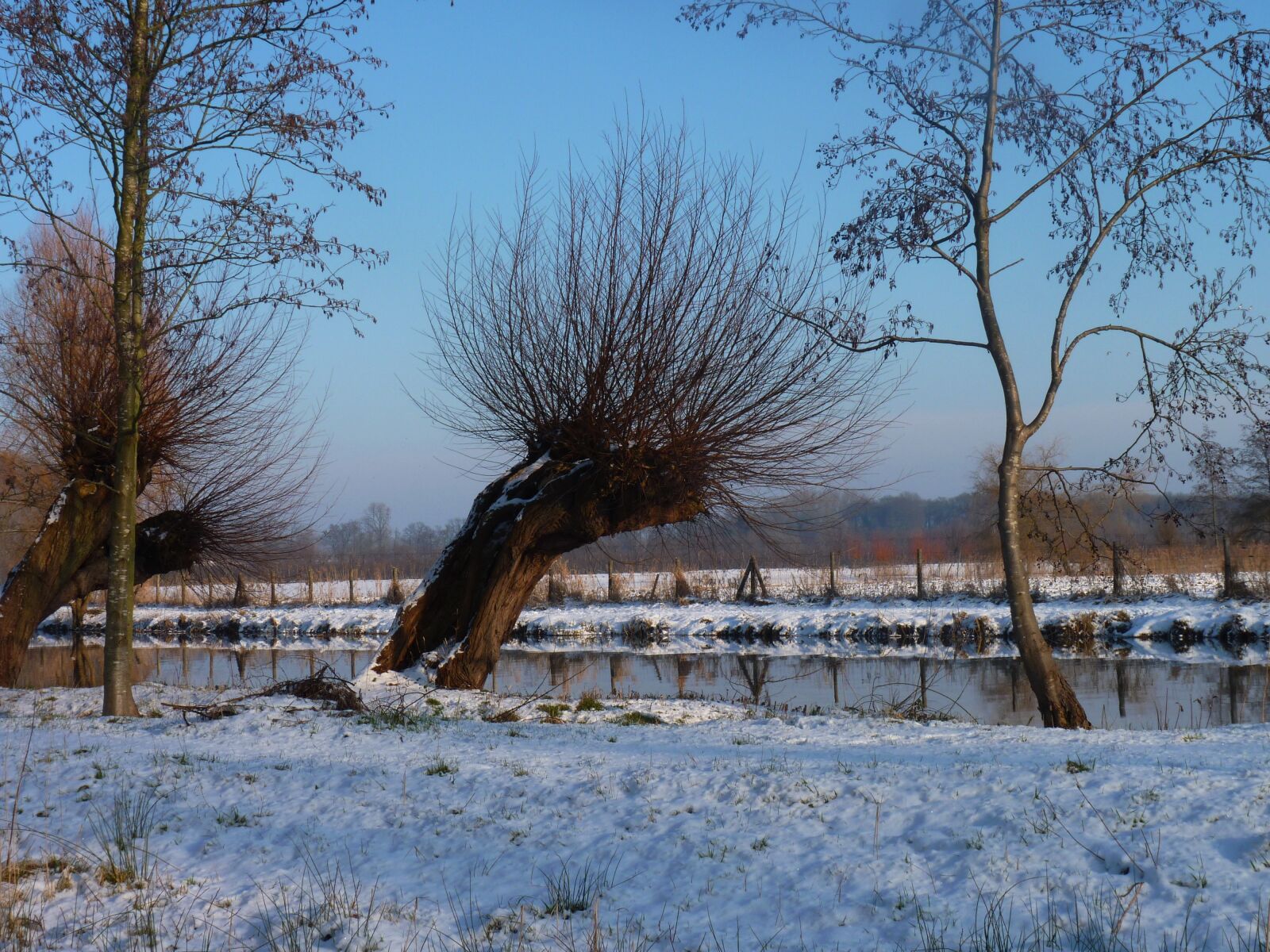 Panasonic Lumix DMC-FZ35 (Lumix DMC-FZ38) sample photo. Willow, snow, water photography