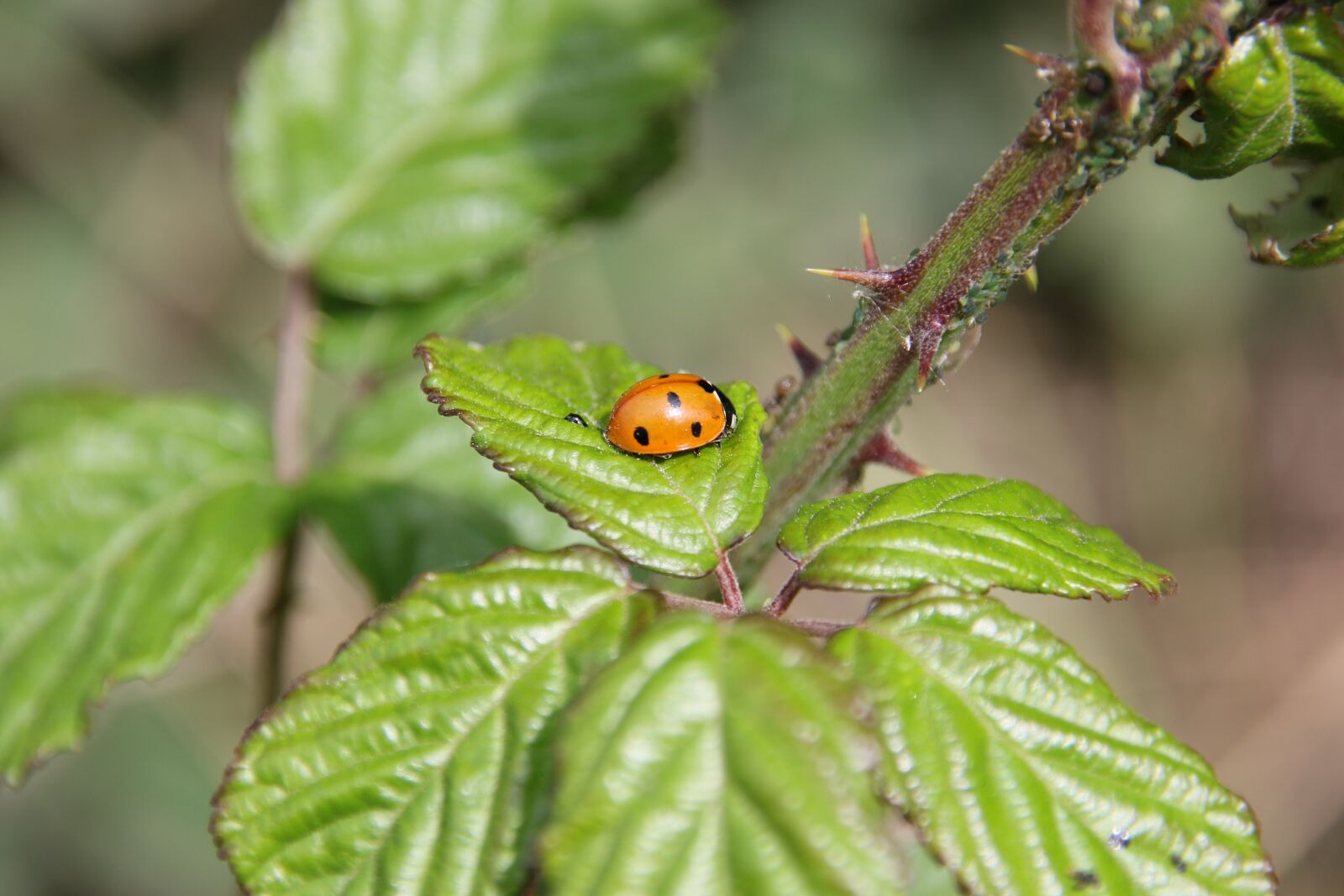 Canon EOS 7D Mark II sample photo. Ladybug, insect, red photography