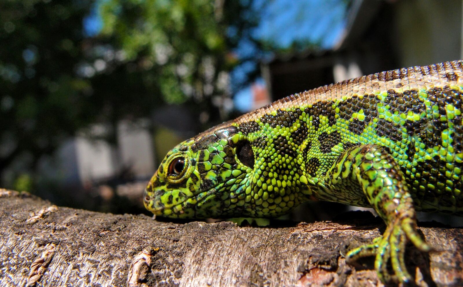 Olympus XZ-1 sample photo. Small lizard, green, colorful photography
