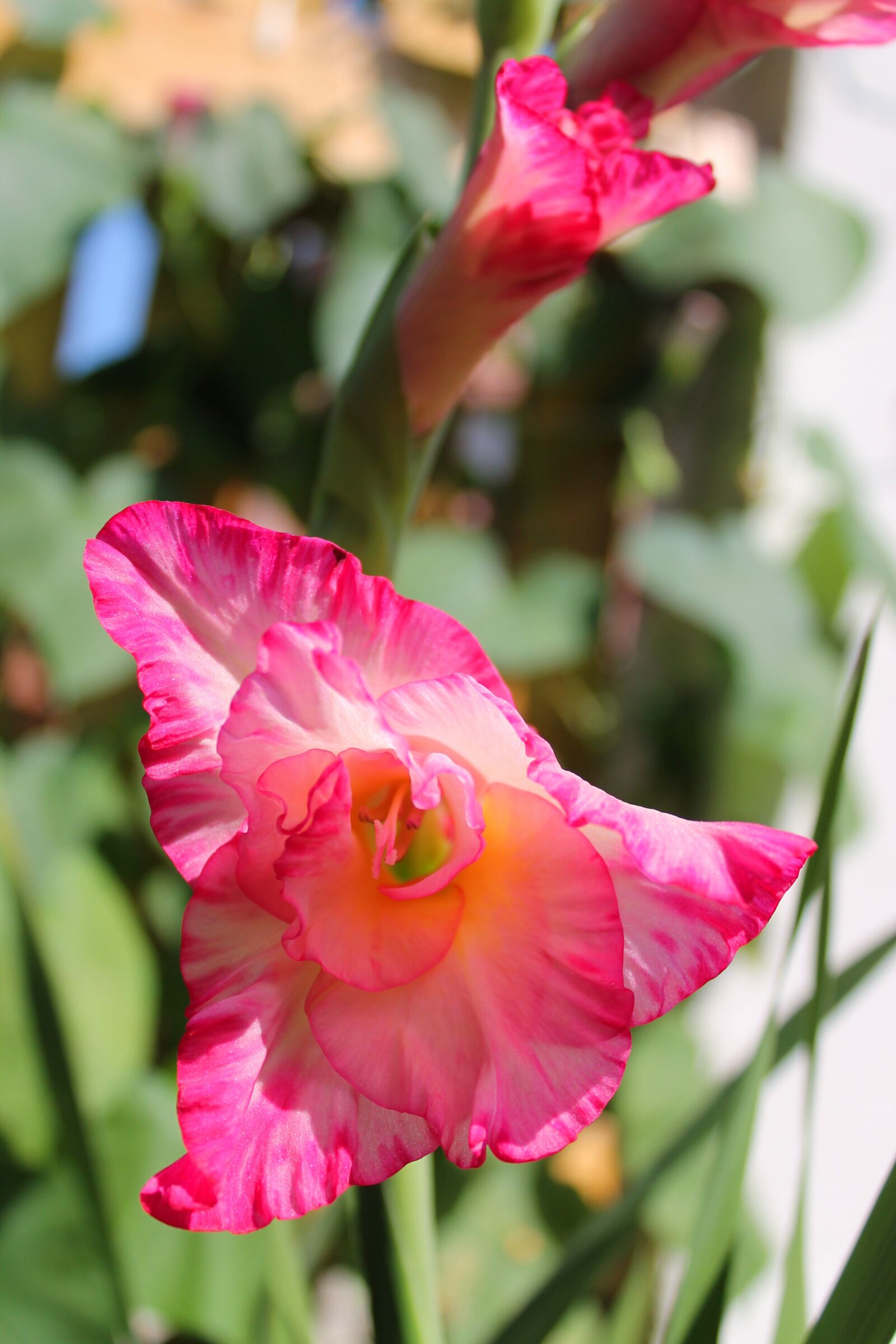 Canon EOS 1100D (EOS Rebel T3 / EOS Kiss X50) sample photo. Flower, pink, yellow photography