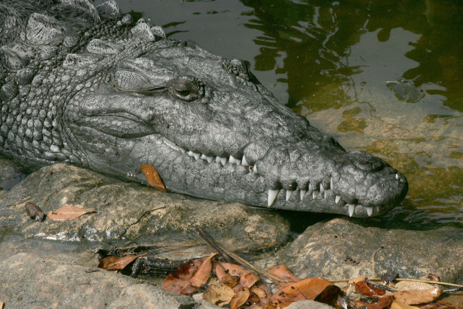Canon EOS-1D Mark II sample photo. Crocodile, wild, animal photography