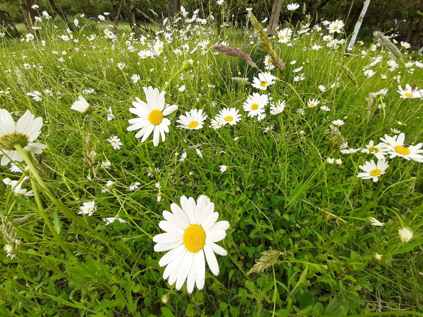 Samsung Galaxy A50 sample photo. Daisy, white, flowers photography