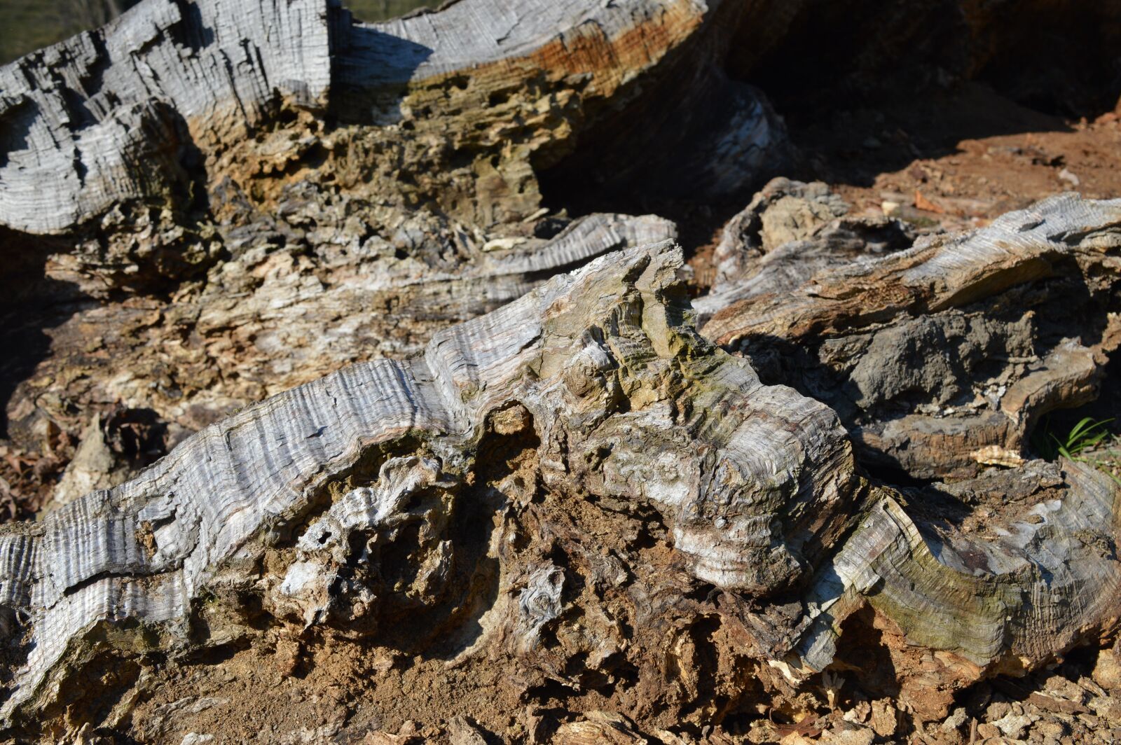 Nikon D3200 sample photo. Nature, wood, bark photography