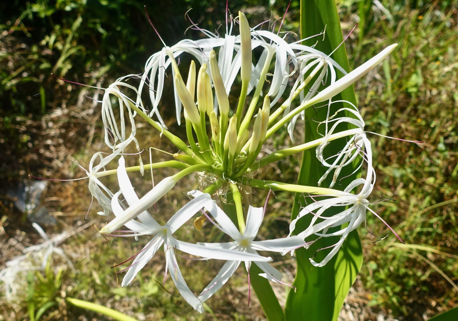 Sony Cyber-shot DSC-RX100 III sample photo. Blooms, flowers, white photography