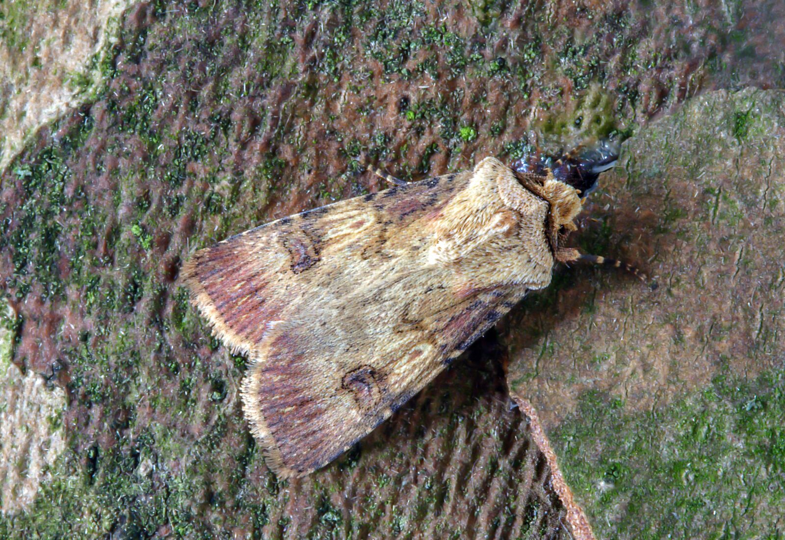 Canon EOS 350D (EOS Digital Rebel XT / EOS Kiss Digital N) sample photo. Shuttle-shaped-dart, moth, wings photography