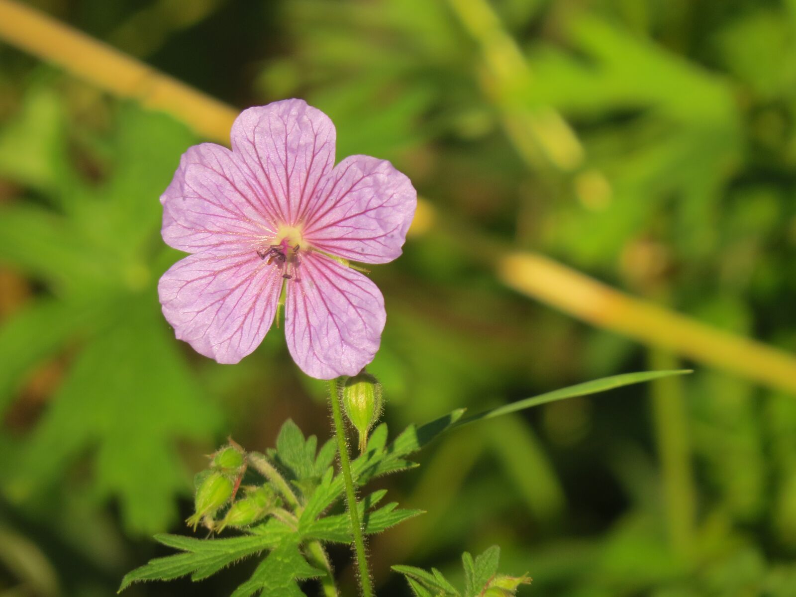 Canon PowerShot SX50 HS sample photo. Flower, bloom, summer photography