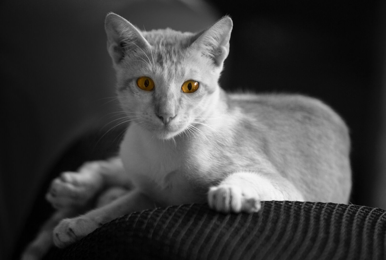 Canon EOS 6D sample photo. Cat, animal, feline photography
