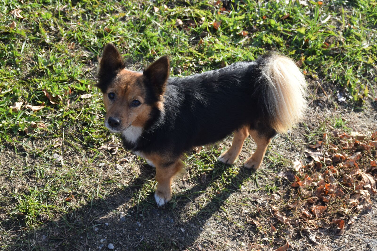 Nikon D5300 sample photo. Dog, animals, puppy photography