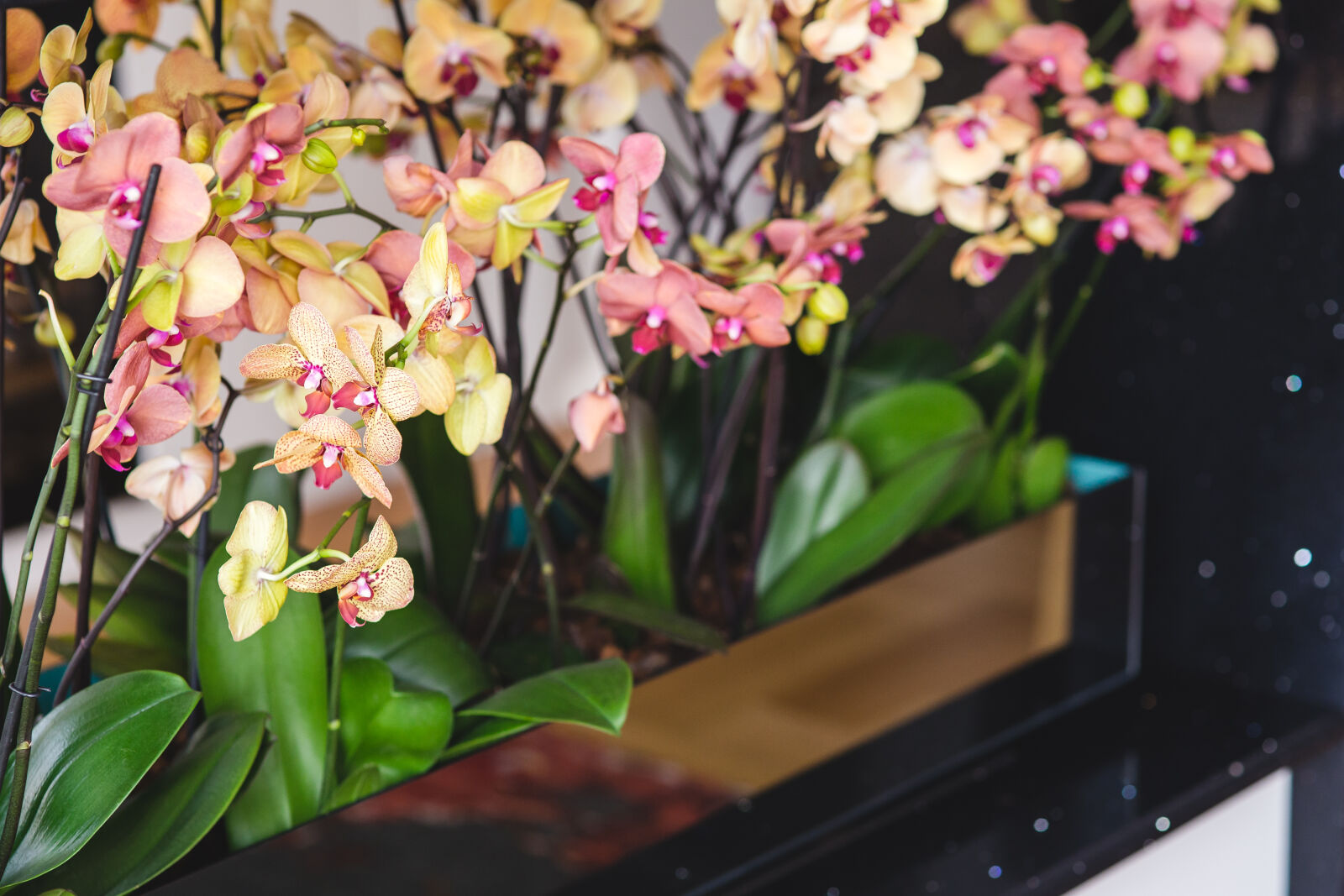 Canon EOS 6D + Sigma 85mm F1.4 EX DG HSM sample photo. Beautiful, yellow, orchid, flowers photography