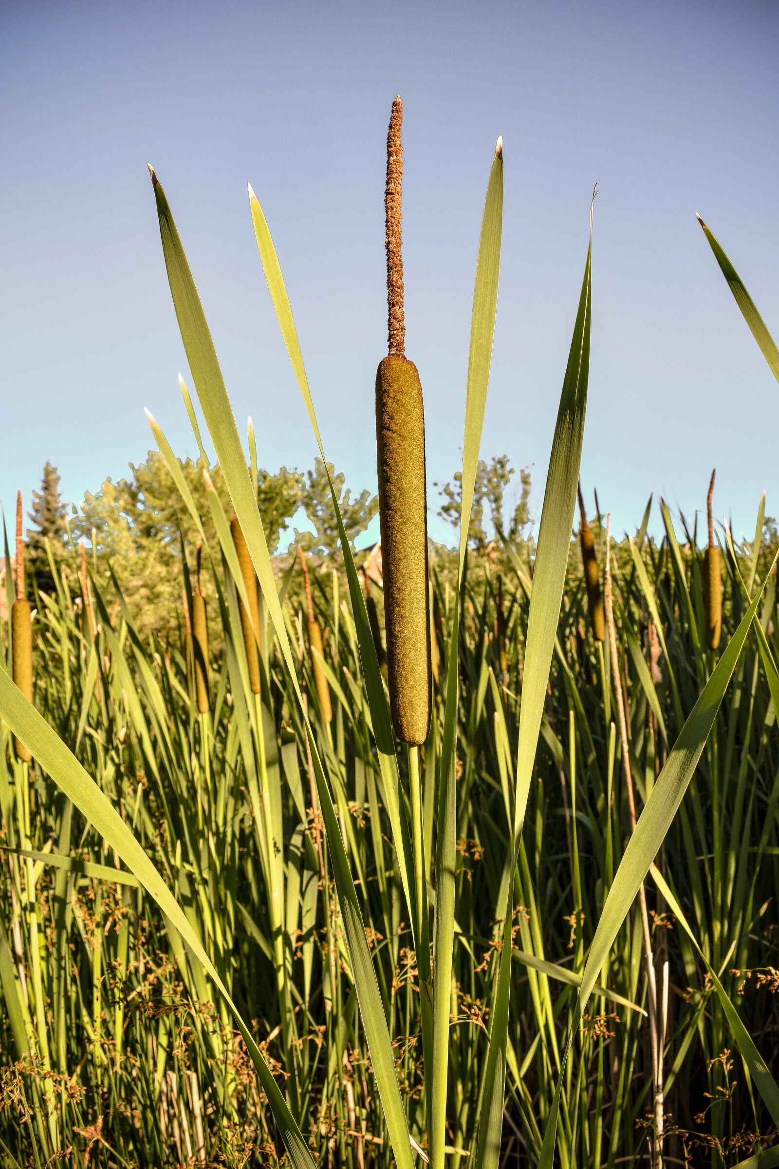 Nikon D3400 sample photo. Cattail, plant, nature photography